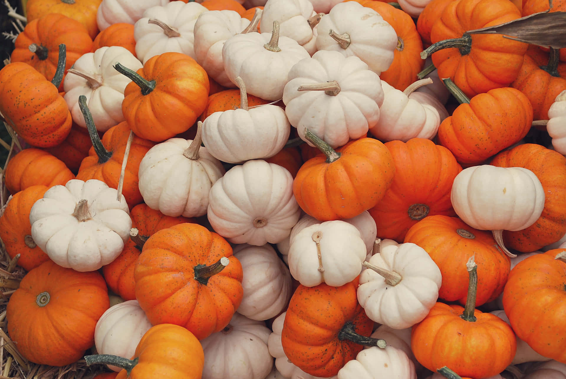 Enjoy The Colors Of Fall With These Pumpkins Background