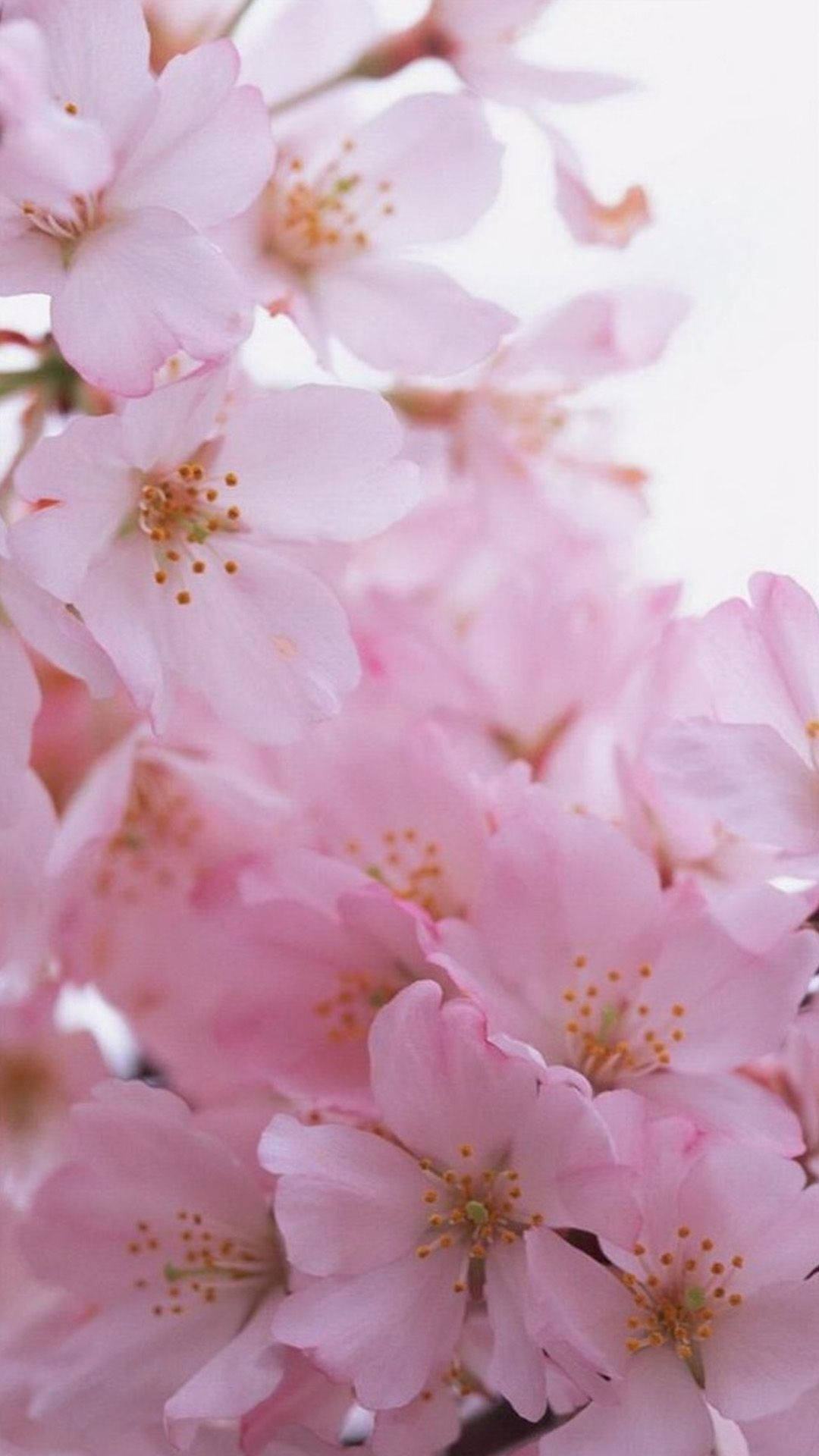 Enjoy The Colour Of Spring With This Iphone Wallpaper Background