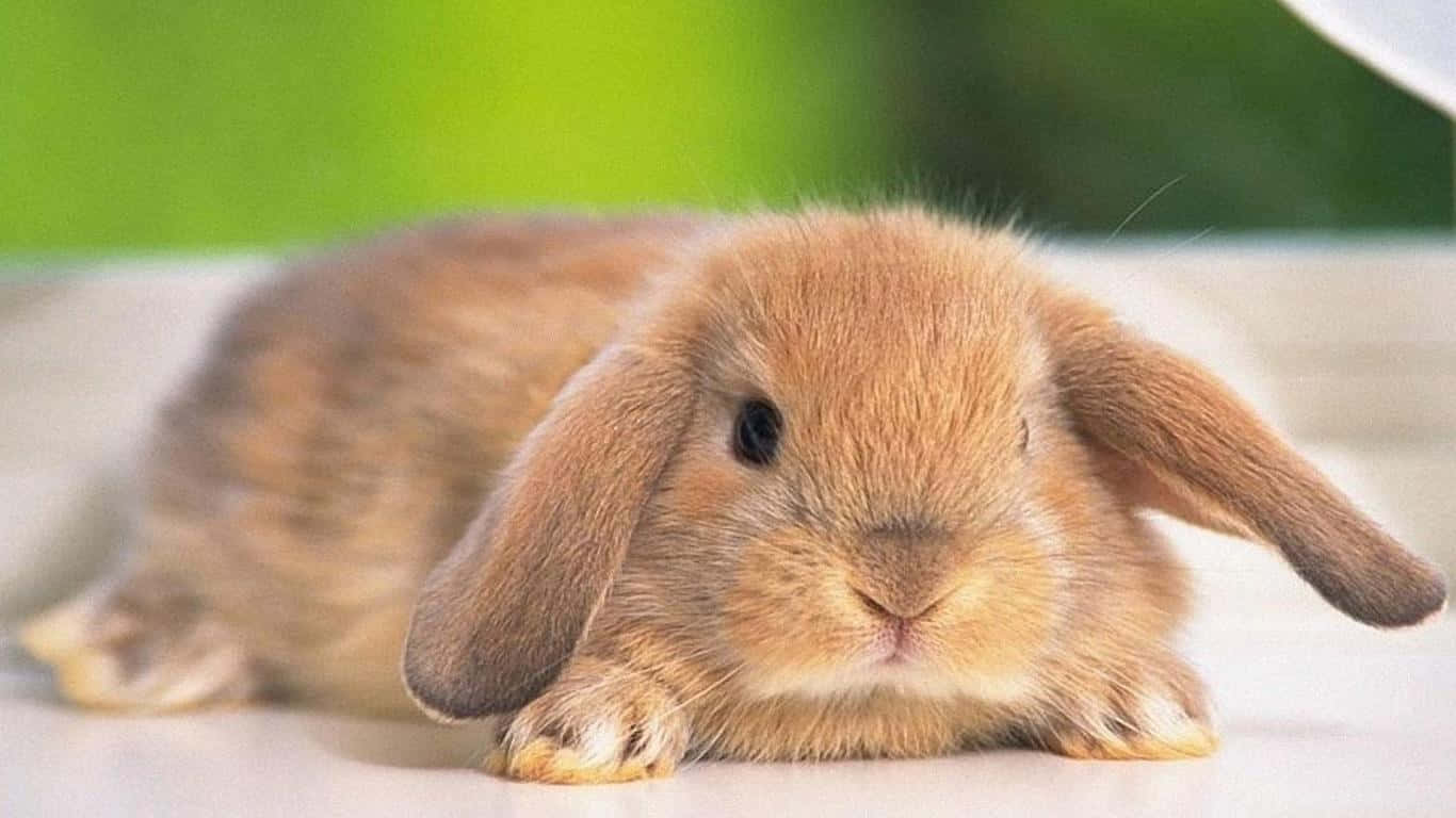 Enjoy The Cuteness Of Two Bunny Rabbits Background