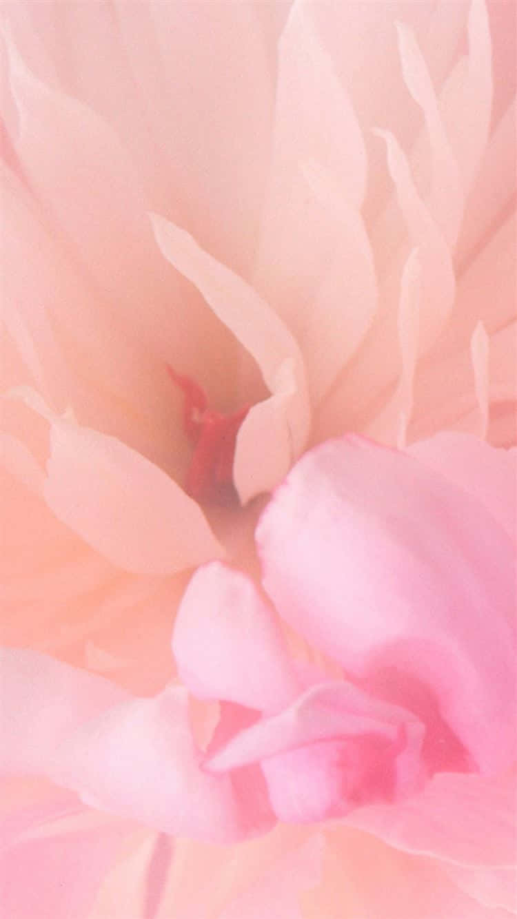 Enjoy The Elegance Of Pink Florals In The Palm Of Your Hand With This Stunning Iphone Wallpaper. Background