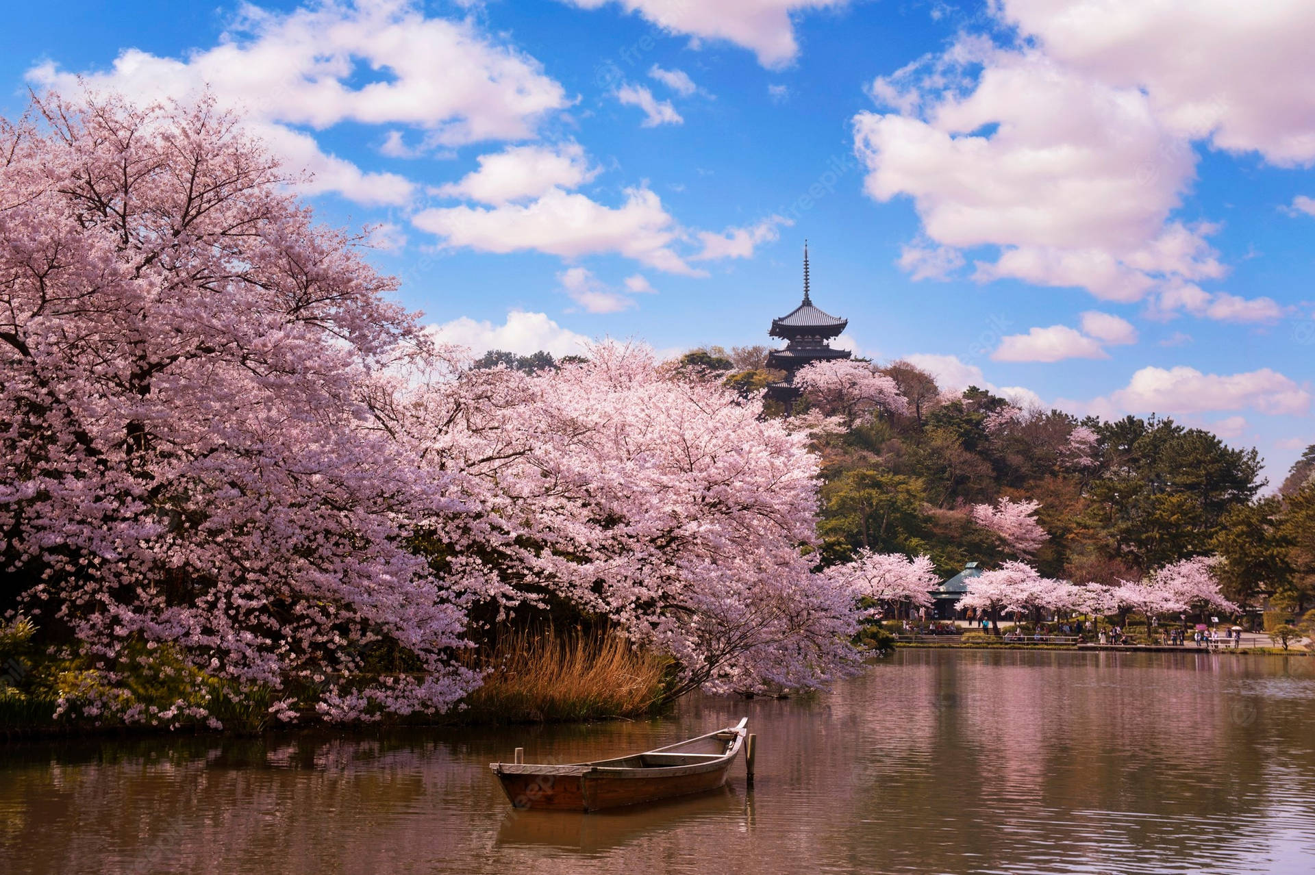 Enjoy The Enchanting Beauty Of Japan Cherry Blossom Background