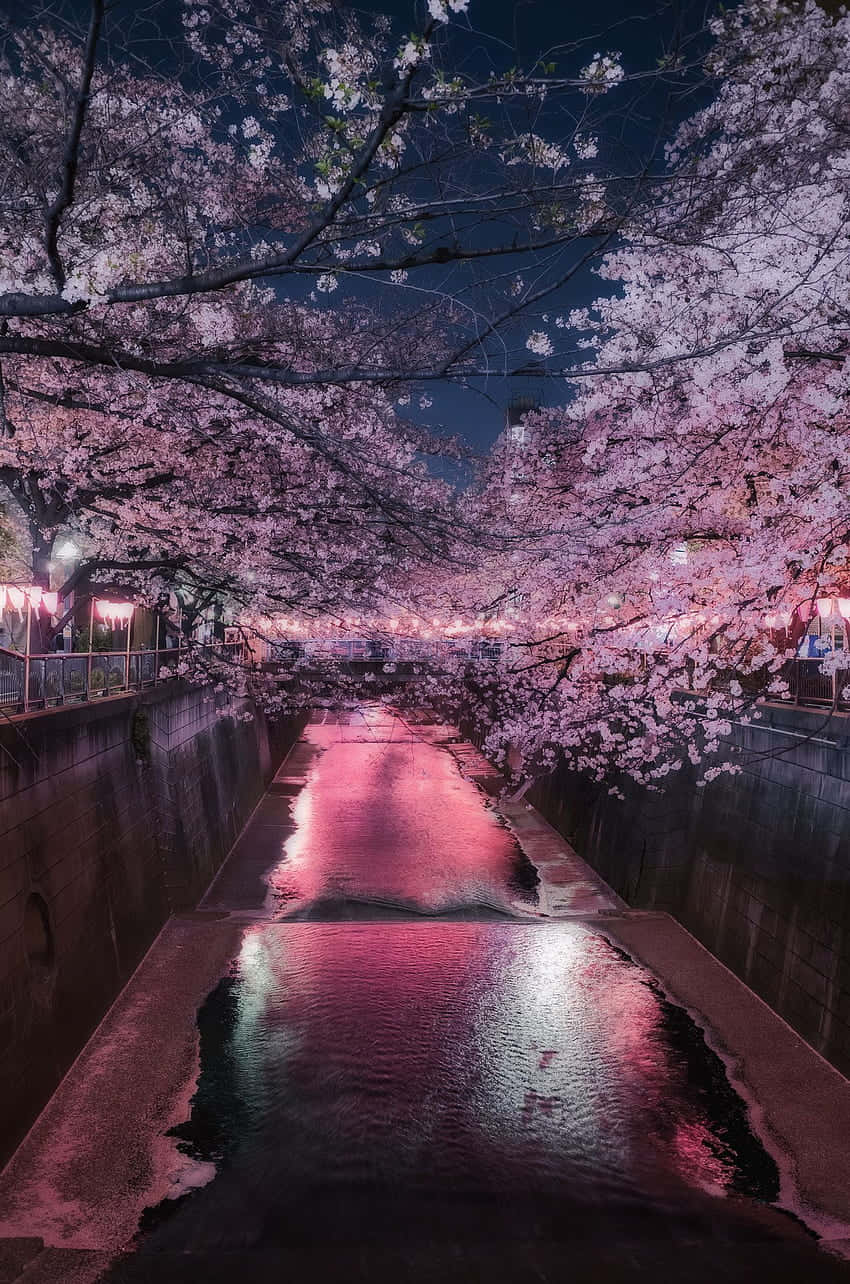 Enjoy The Ethereal Beauty Of Night Cherry Blossoms. Background