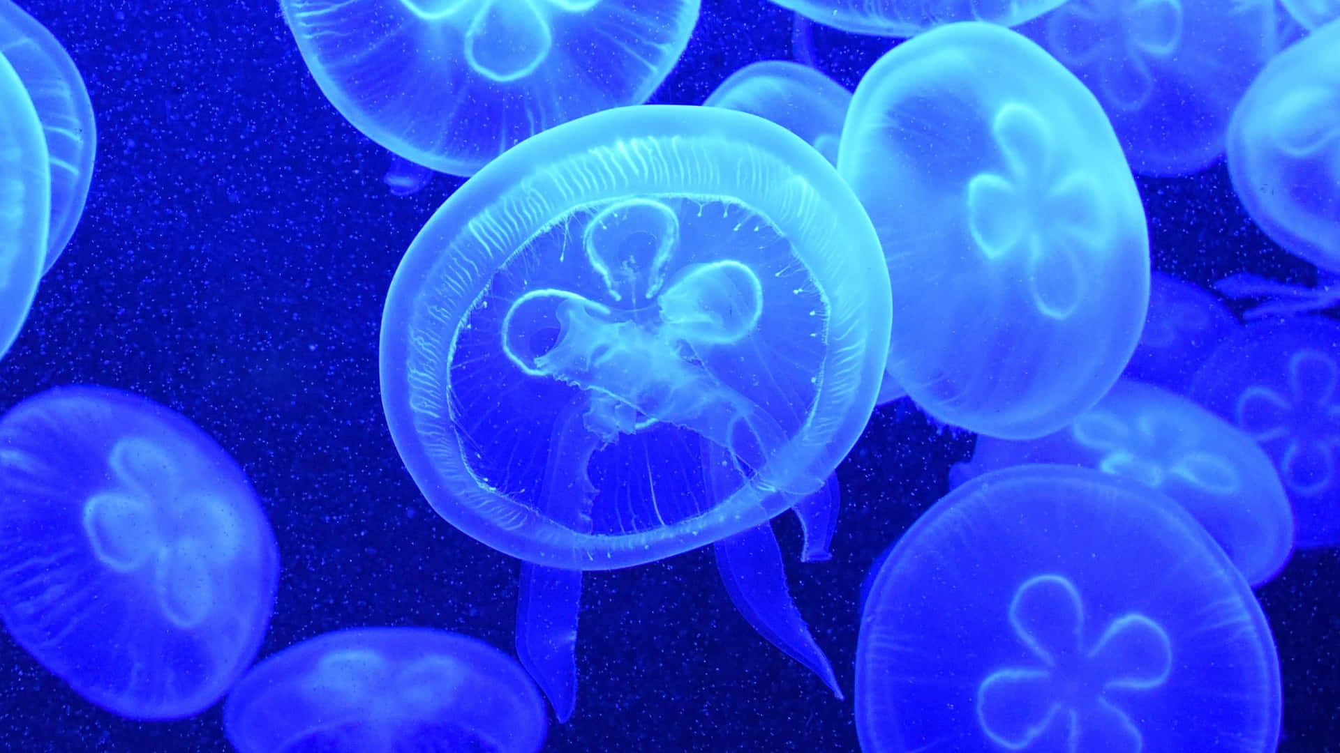 Enjoy The Ethereal Beauty Of The 4k Jellyfish Background