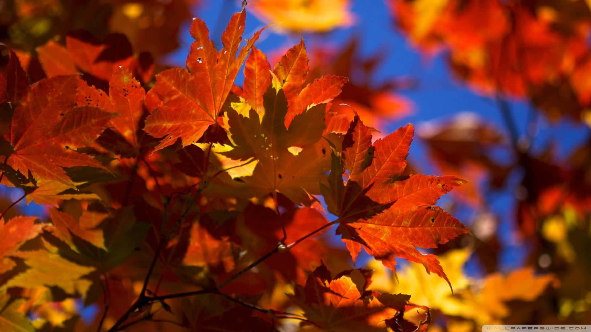 Enjoy The Fall Foliage With This Laptop In Hand. Background