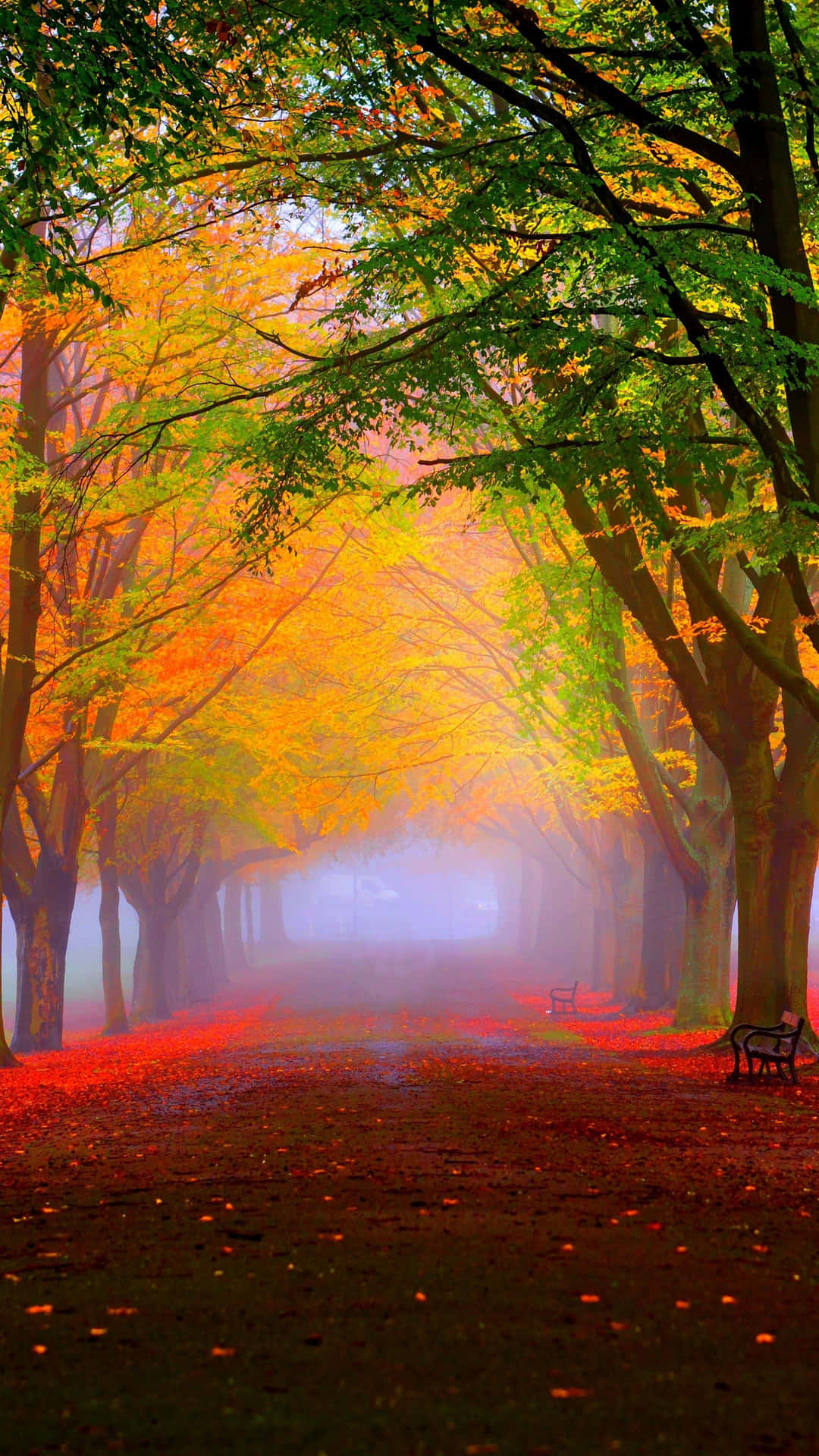 Enjoy The Falling Leaves Of Autumn Background