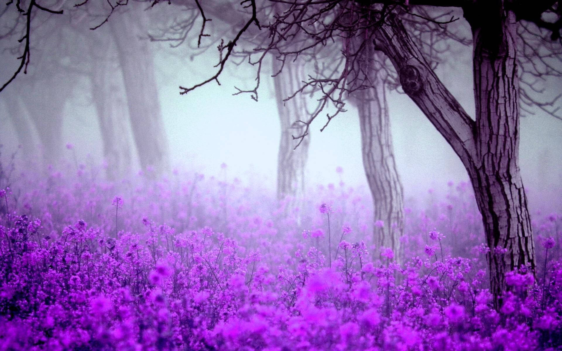 Enjoy The Floral Beauty Of A Beautiful Purple Flower