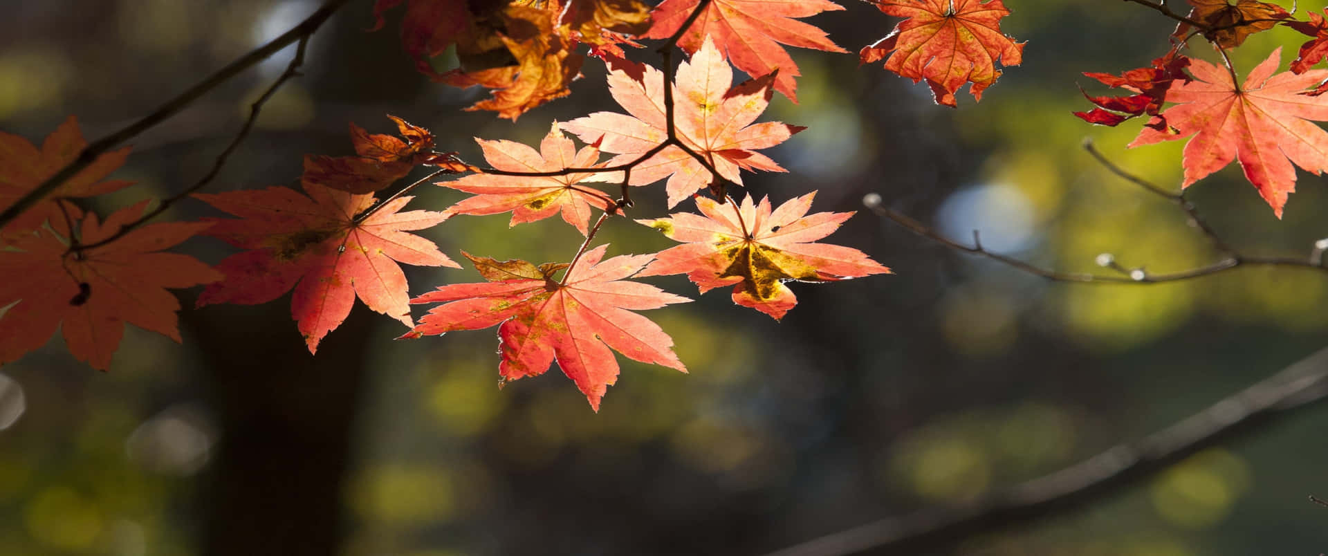 Enjoy The Foliage Of Fall Background