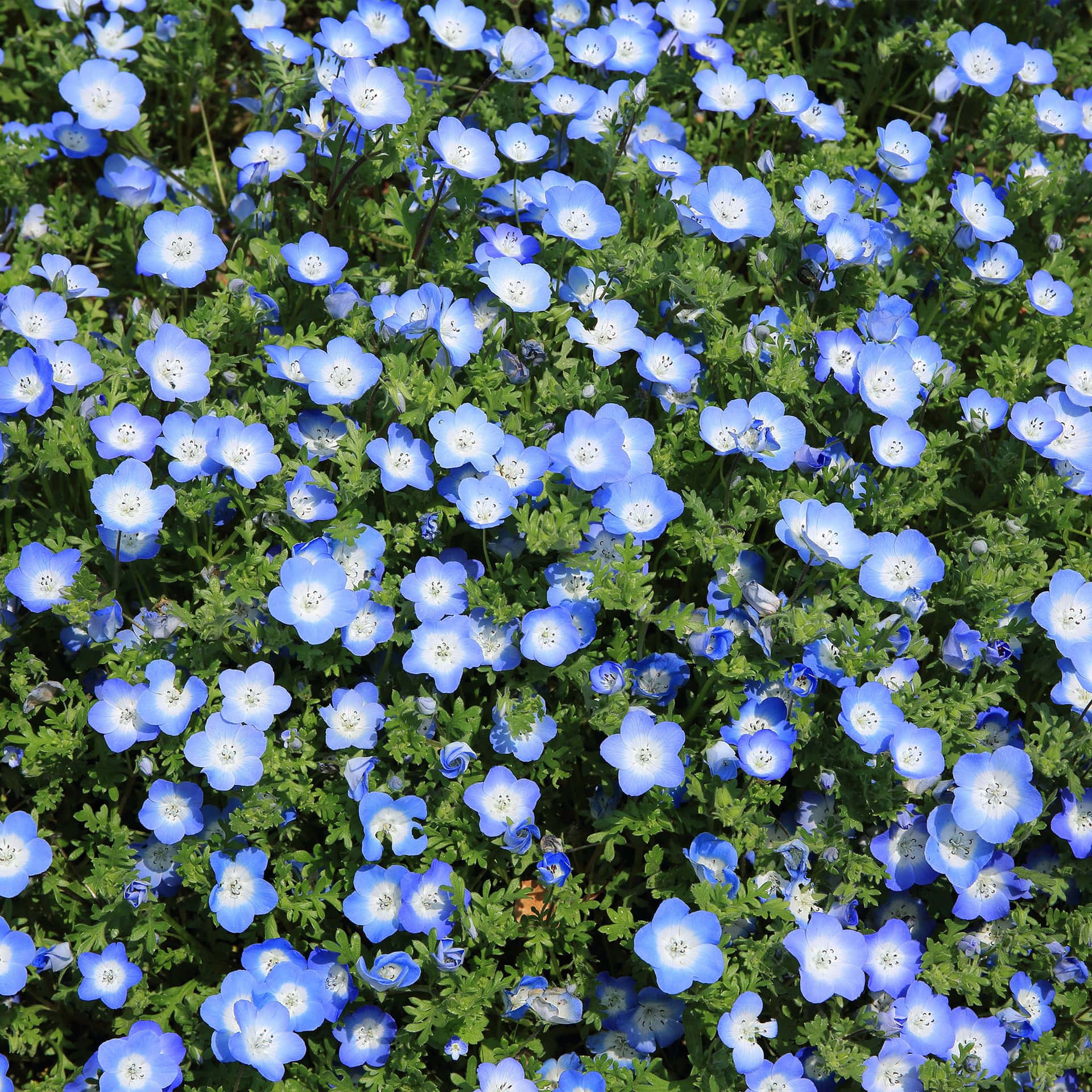 Enjoy The Freshness Of Spring With A Shiny New Apple Ipad! Background