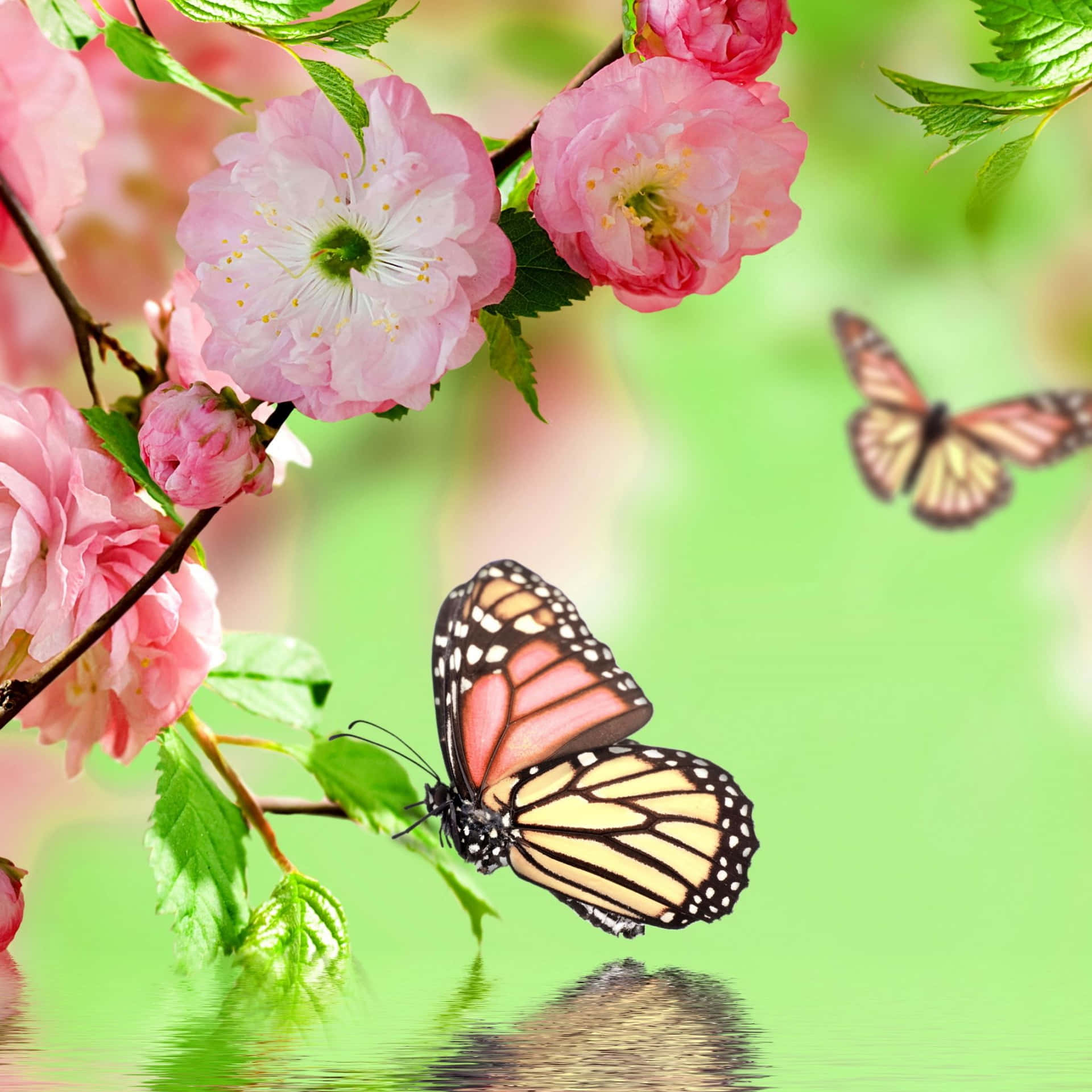 Enjoy The Freshness Of Spring With An Ipad Background