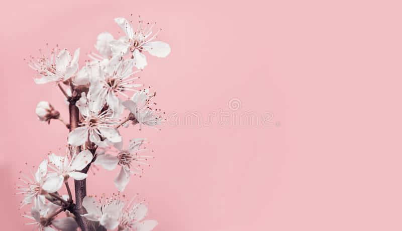 Enjoy The Freshness Of Spring With Lovely Pink Cherry Blossom. Background