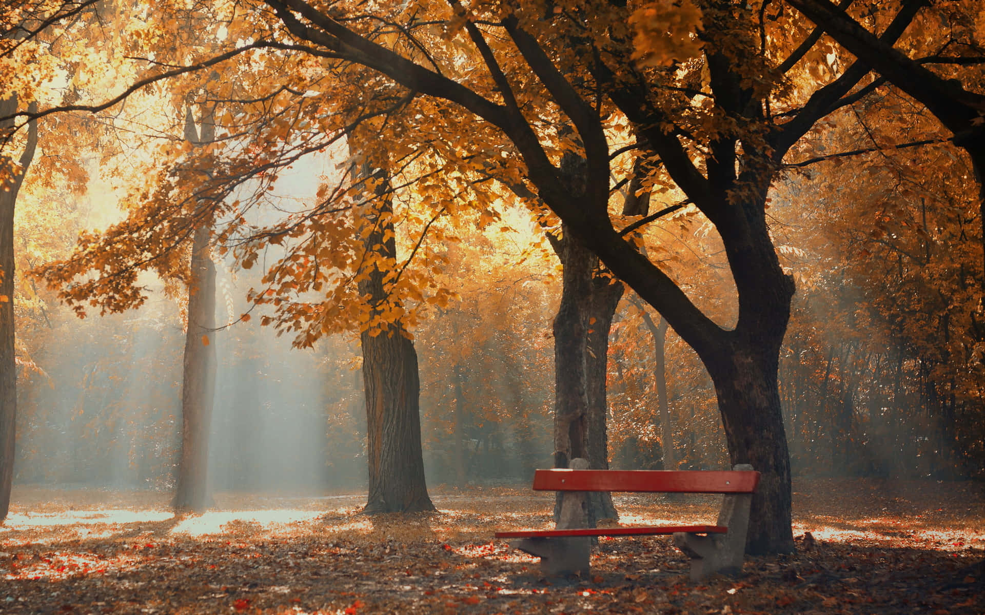Enjoy The Golden Hues Of Autumn Foliage Background