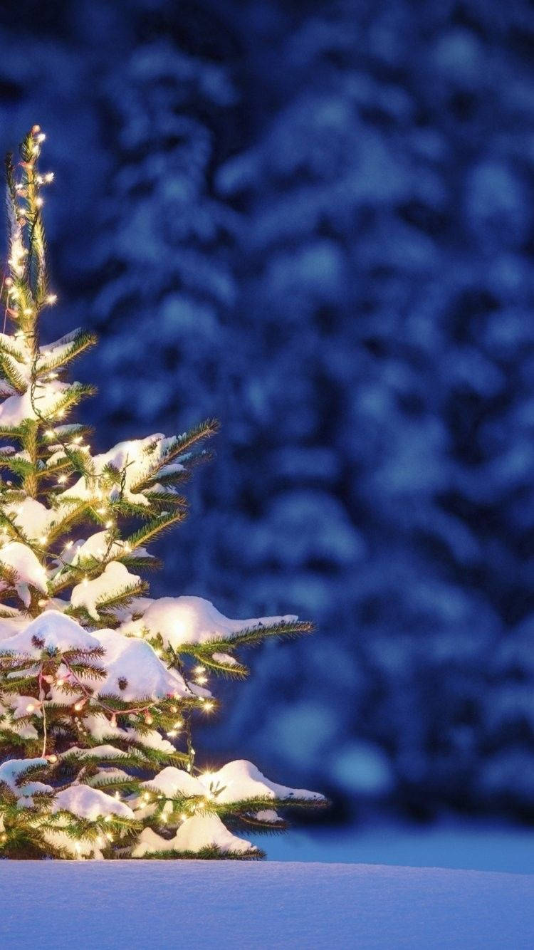 Enjoy The Holiday Spirit With These Festive Christmas Lights! Background