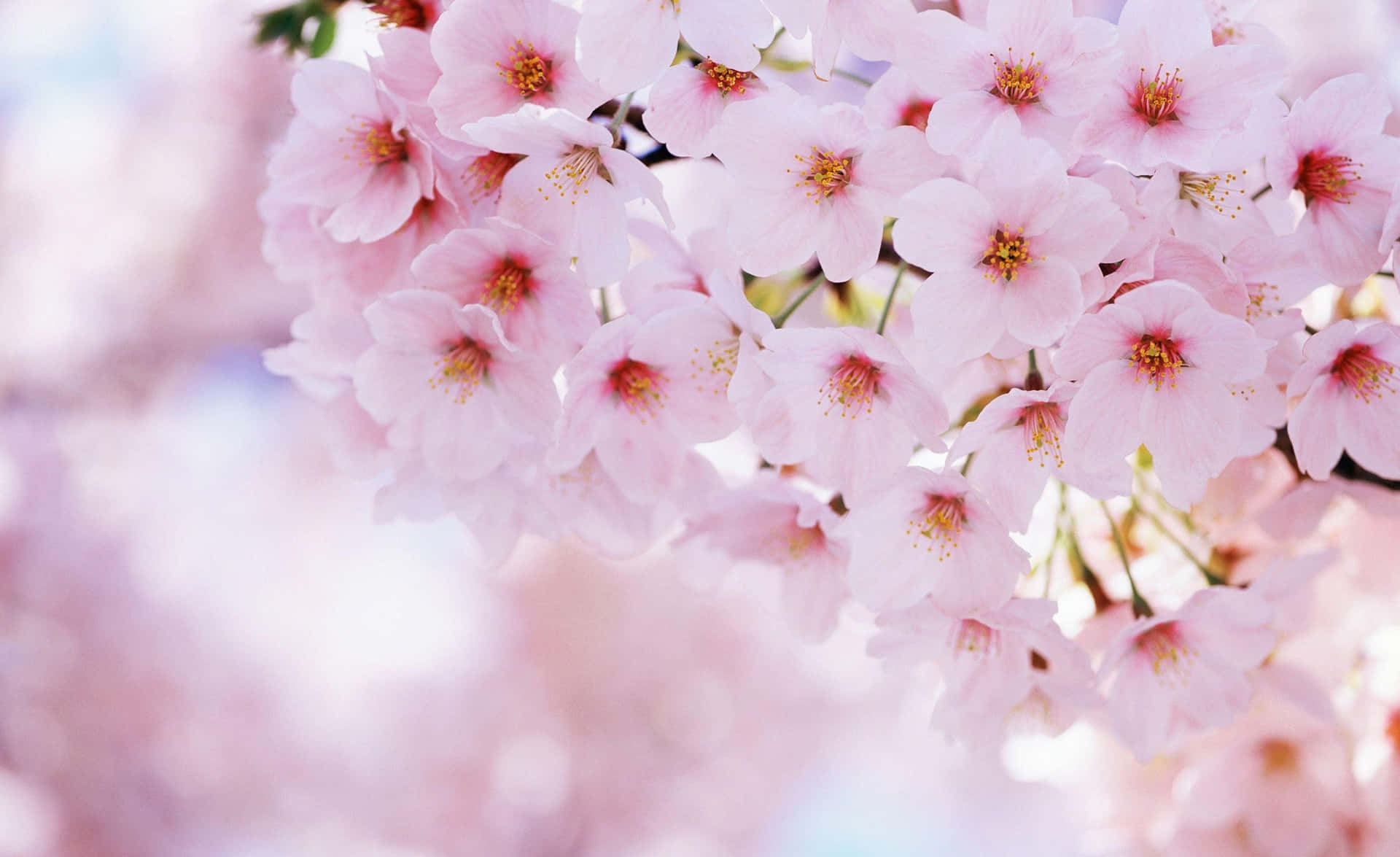 Enjoy The Japanese Spring By Admiring Delicate Sakura Blossoms Background