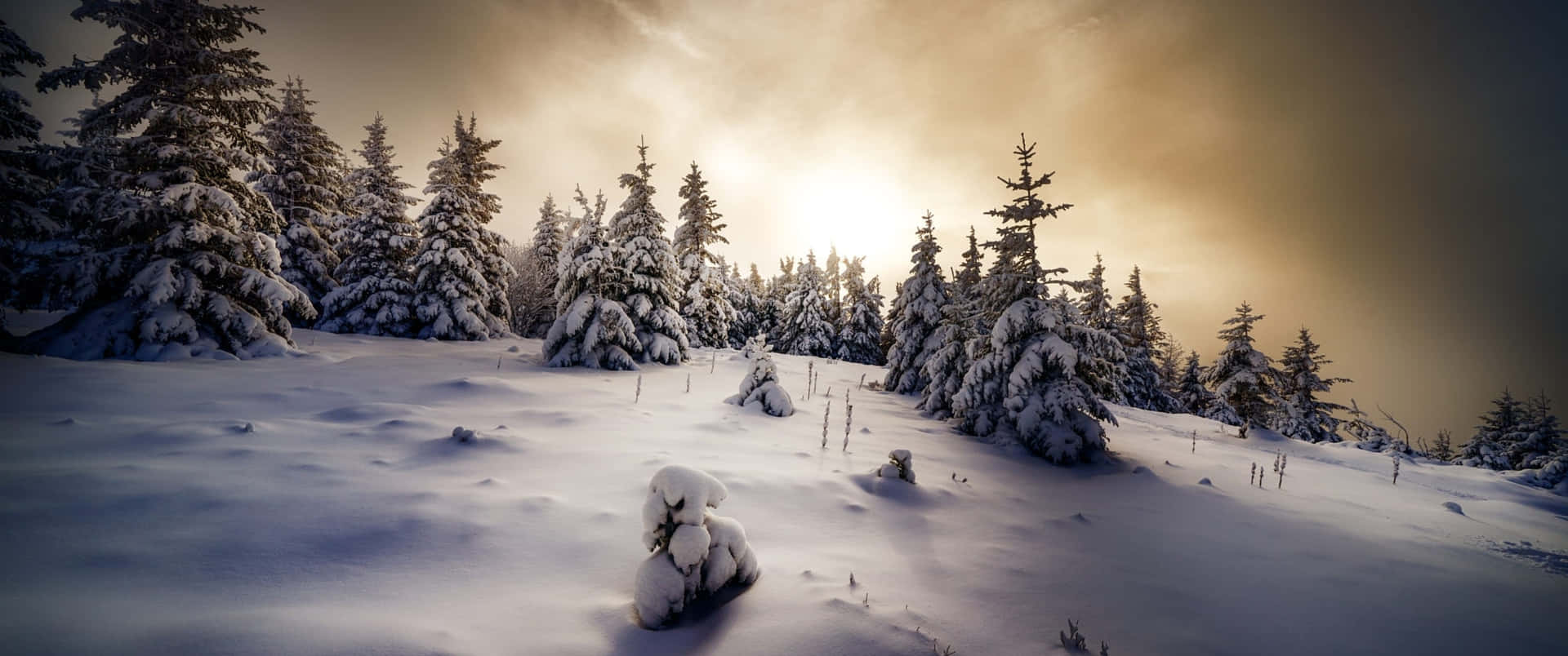 Enjoy The Lush Beauty Of A Winter Wonderland Background