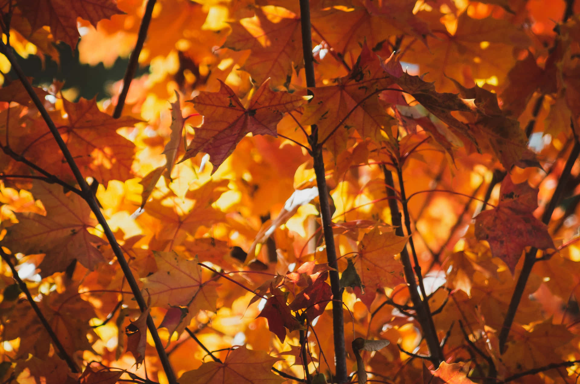 Enjoy The Lush Scenery Of Autumn Foliage Background