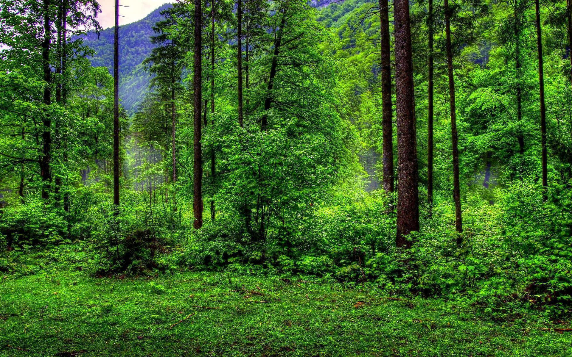 Enjoy The Lushness Of Forest Green Background