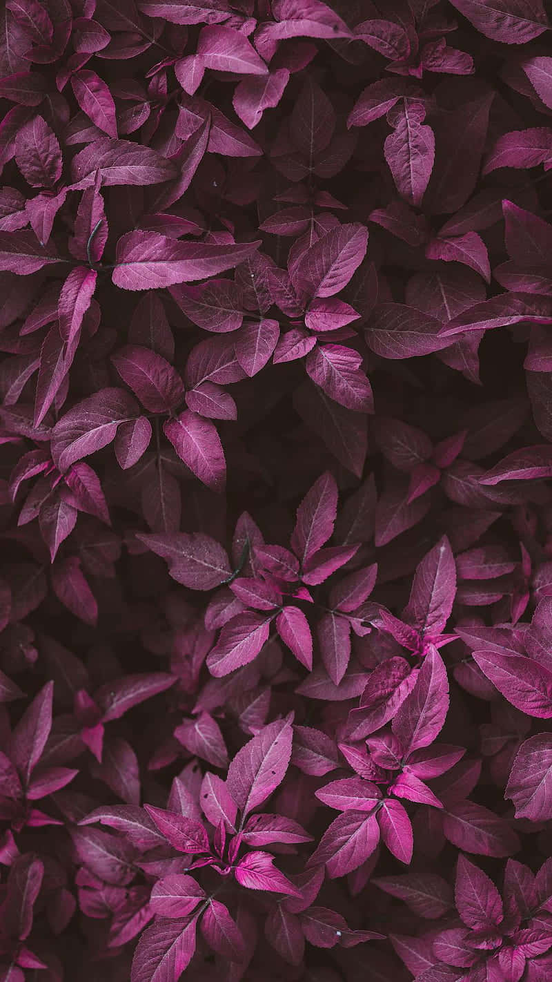 Enjoy The Luxurious Shade Of Dark Pink Background