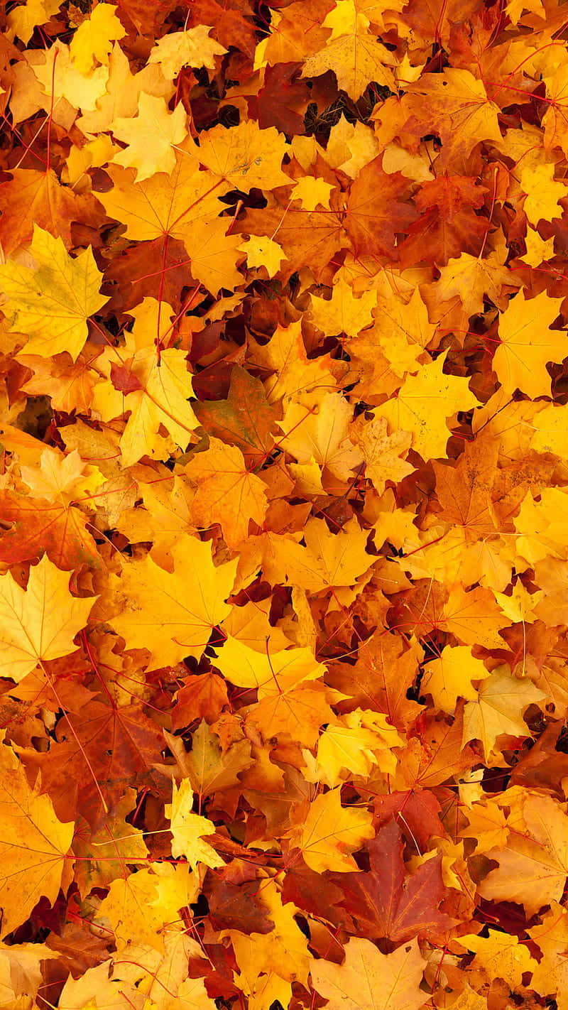 Enjoy The Magic Of Fall With The Autumn Leaves Phone. Background