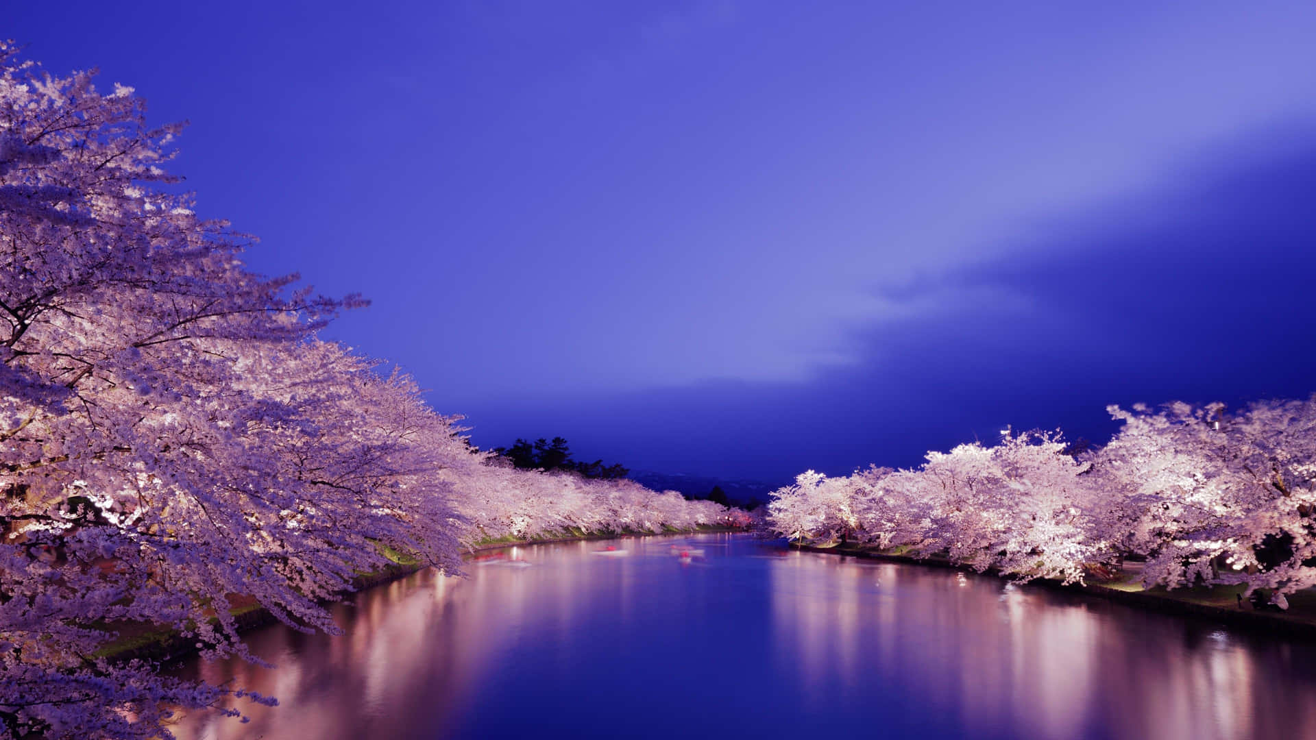 Enjoy The Magical, Peaceful Atmosphere Of Night Time Cherry Blossom Background