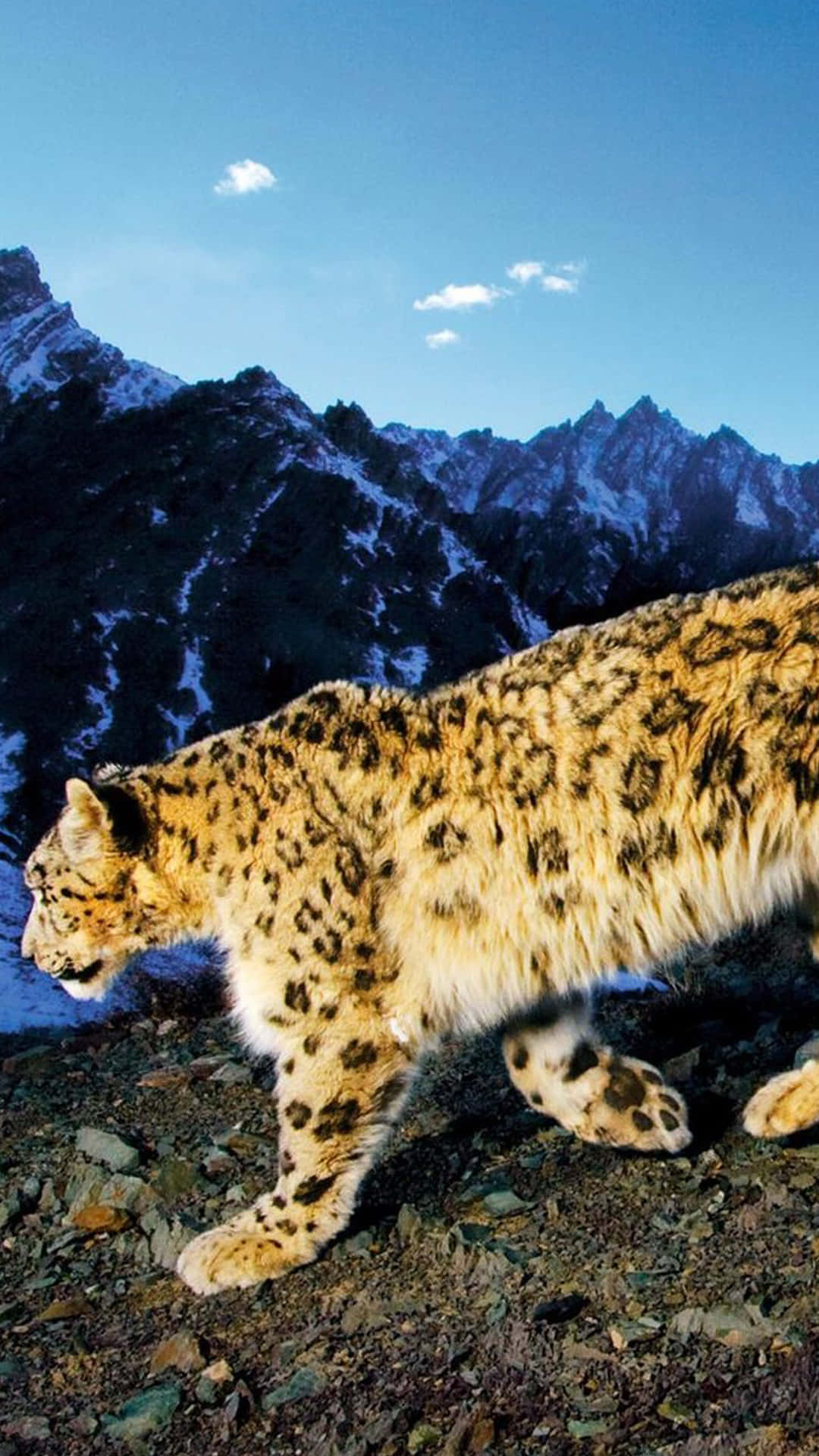 Enjoy The Magical World Of Animals On Your Iphone