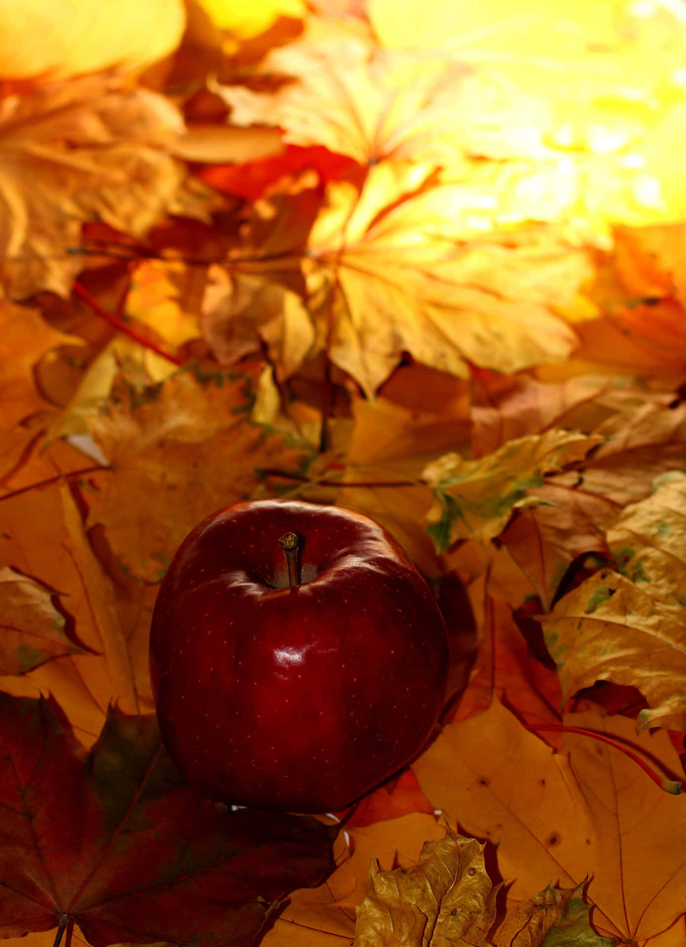 Enjoy The Moments Of Autumn With Your Iphone Background