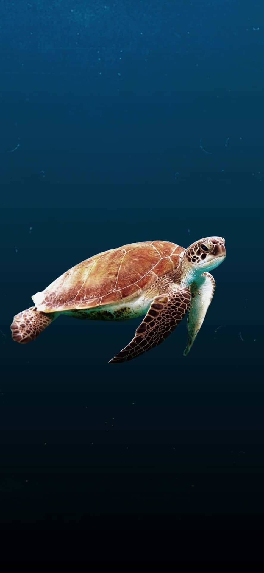 Enjoy The Natural Wonders Of The World From The Comfort Of Home With Turtle Iphone Hd