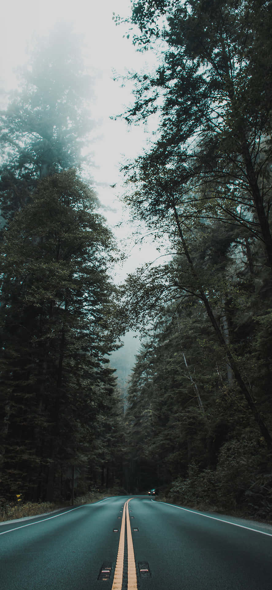 Enjoy The Nature On Your Phone's Screen Background