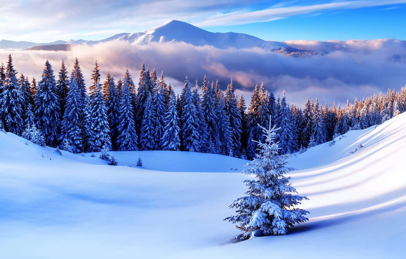 Enjoy The Peace And Beauty Of A Winter Snowfall Background