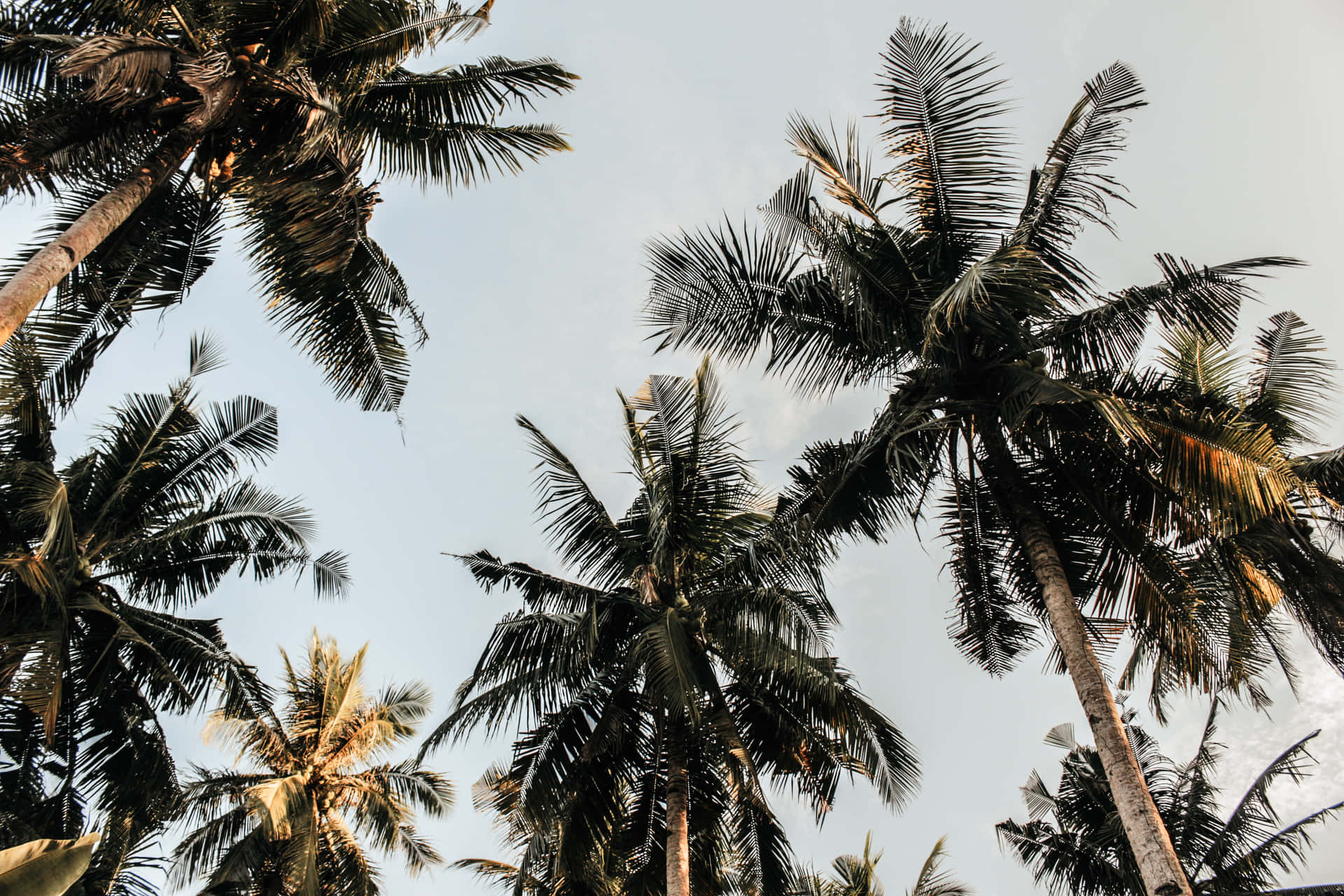 Enjoy The Peace And Beauty Of Palm Trees On Your Desktop. Background