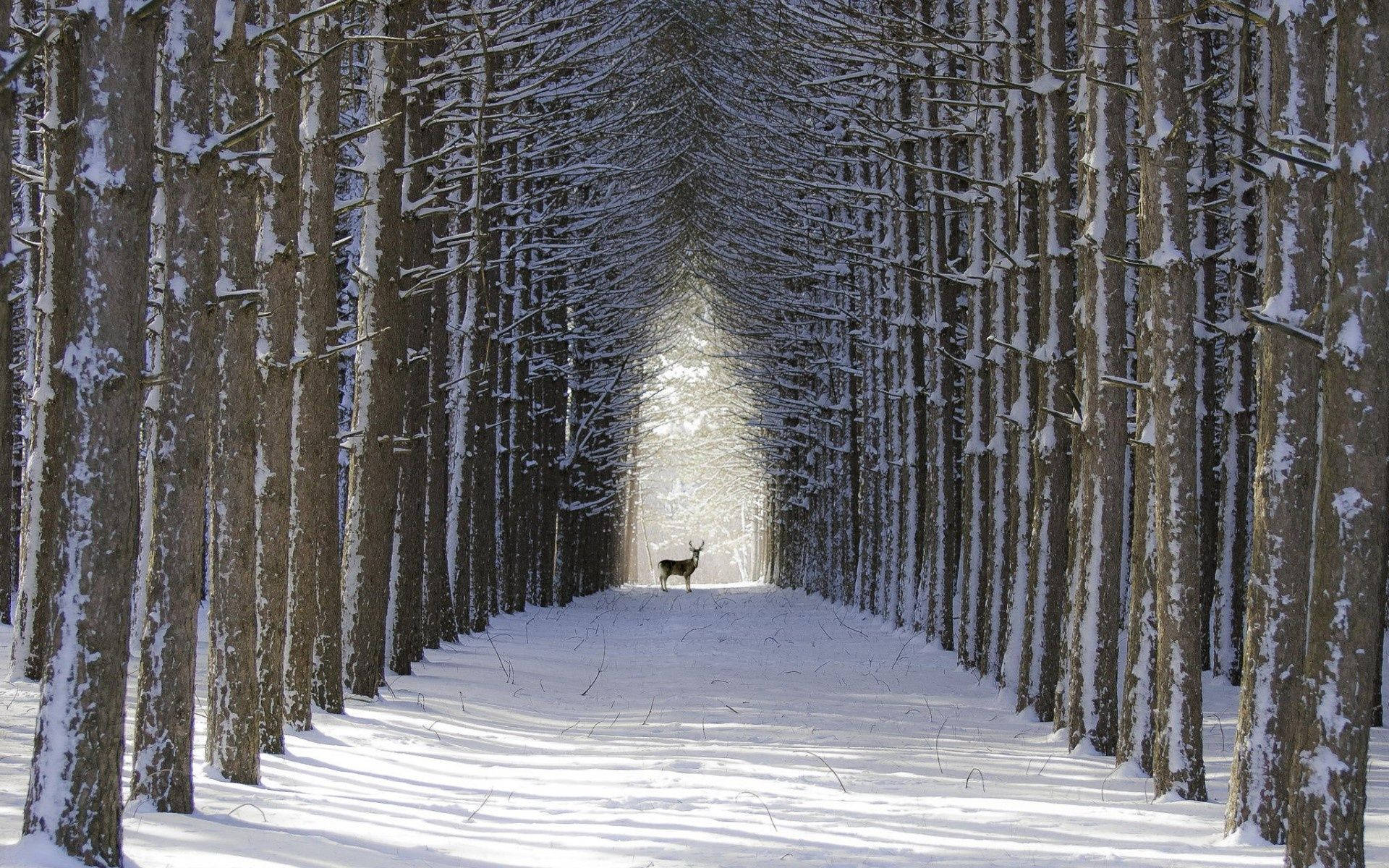 Enjoy The Peace Of Nature With A Beautiful Snow Desktop Background Background