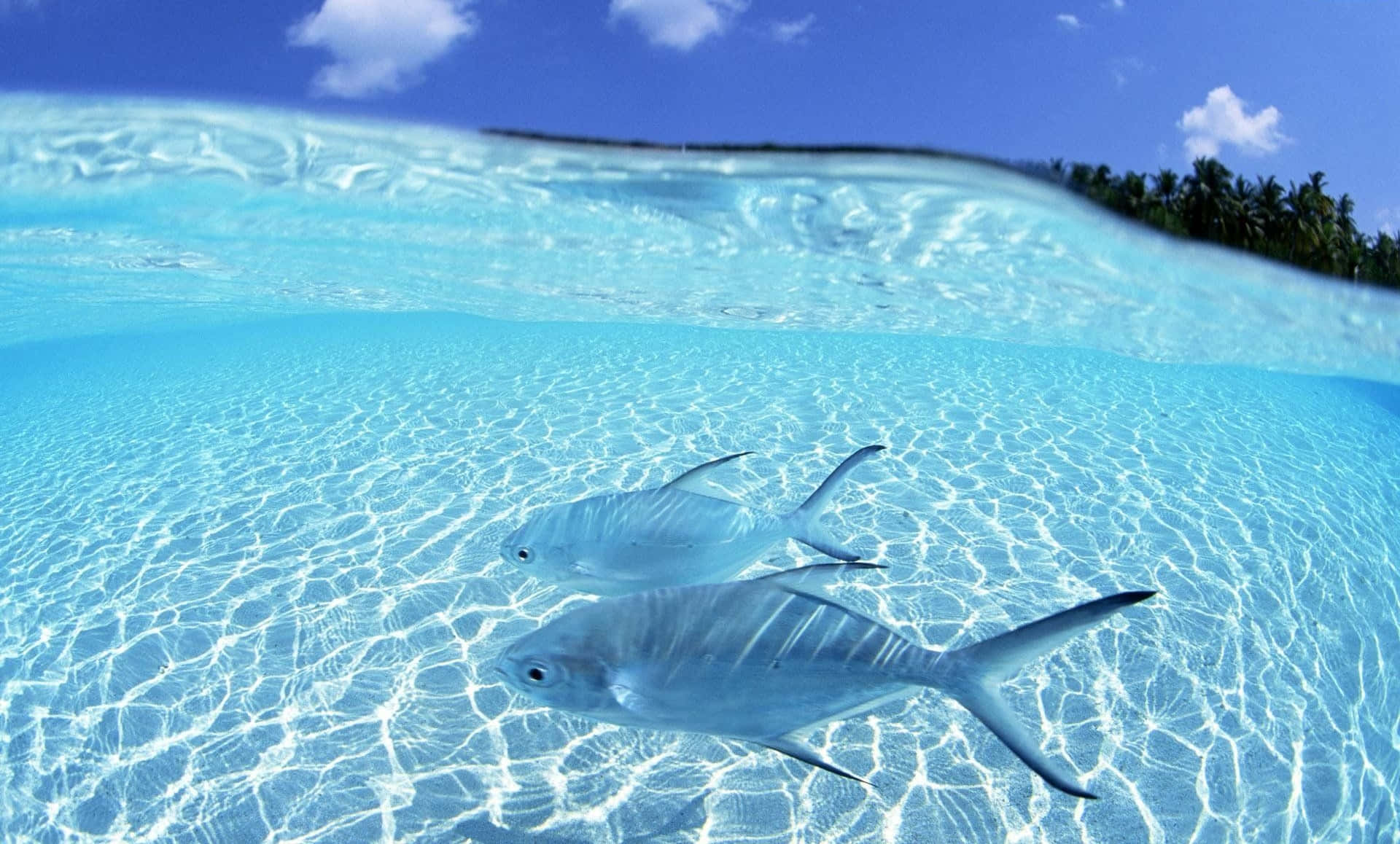 Enjoy The Peace Of Nature With Fish Desktop Background