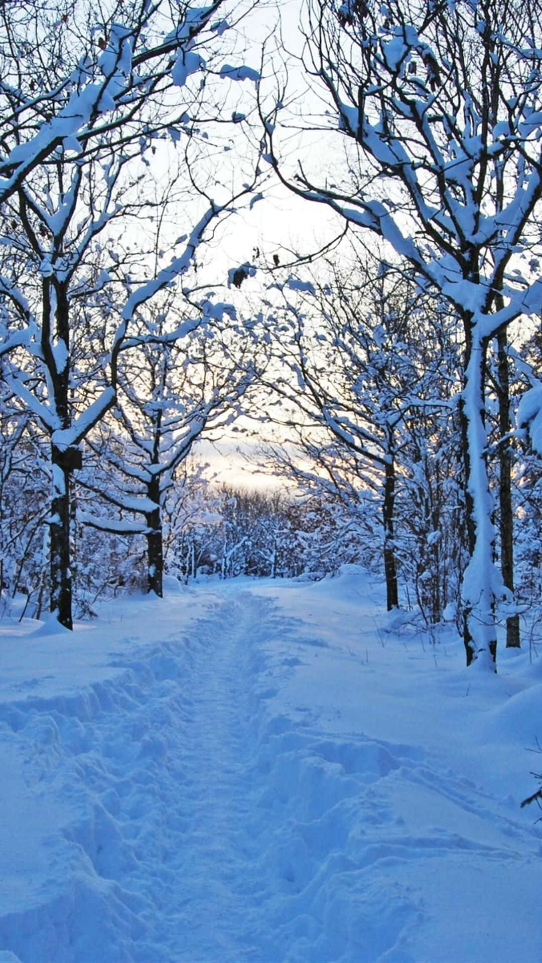 Enjoy The Peaceful Beauty Of Nature In Winter With Your Iphone