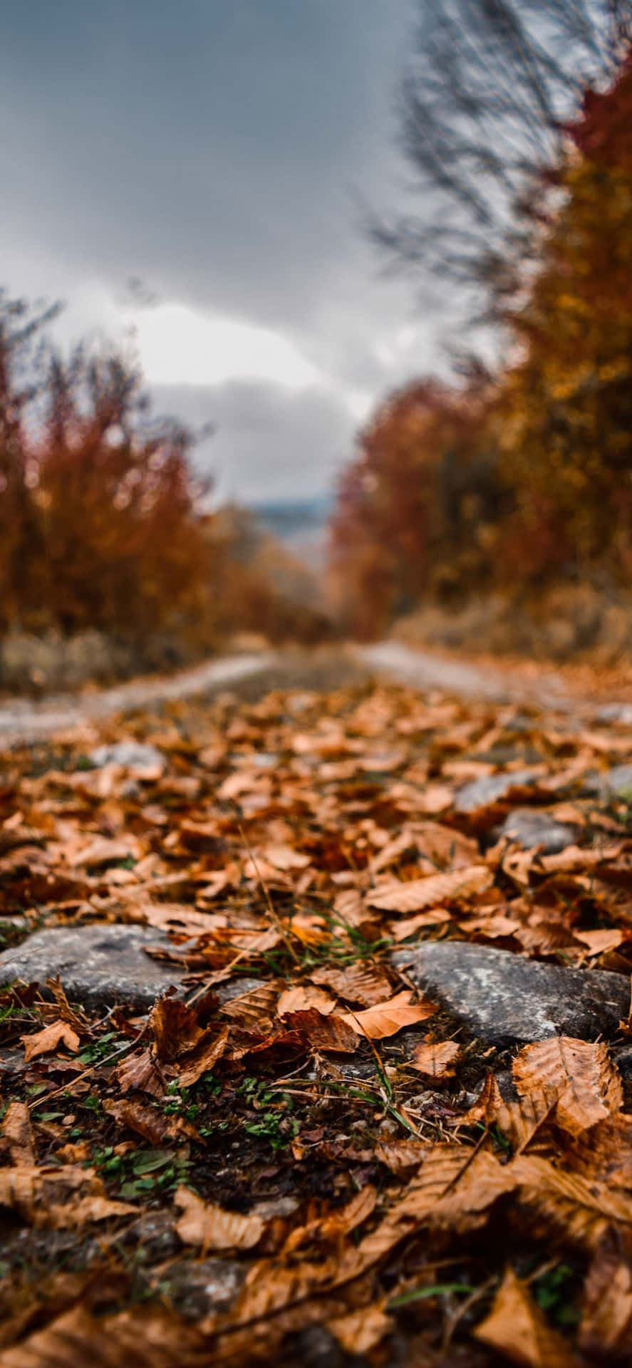 Enjoy The Perfect Fall Scenery, With The Crisp Autumn Leaves Gently Falling All Around Background