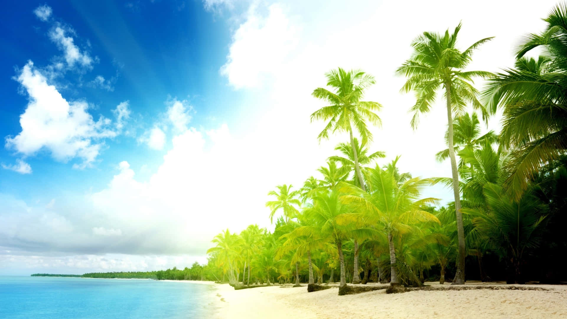 Enjoy The Perfect Tranquil Getaway On Palm Tree Beach Background