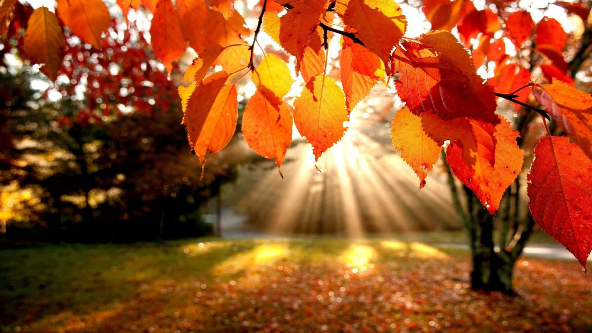 Enjoy The Picturesque Views Of The Fall Background