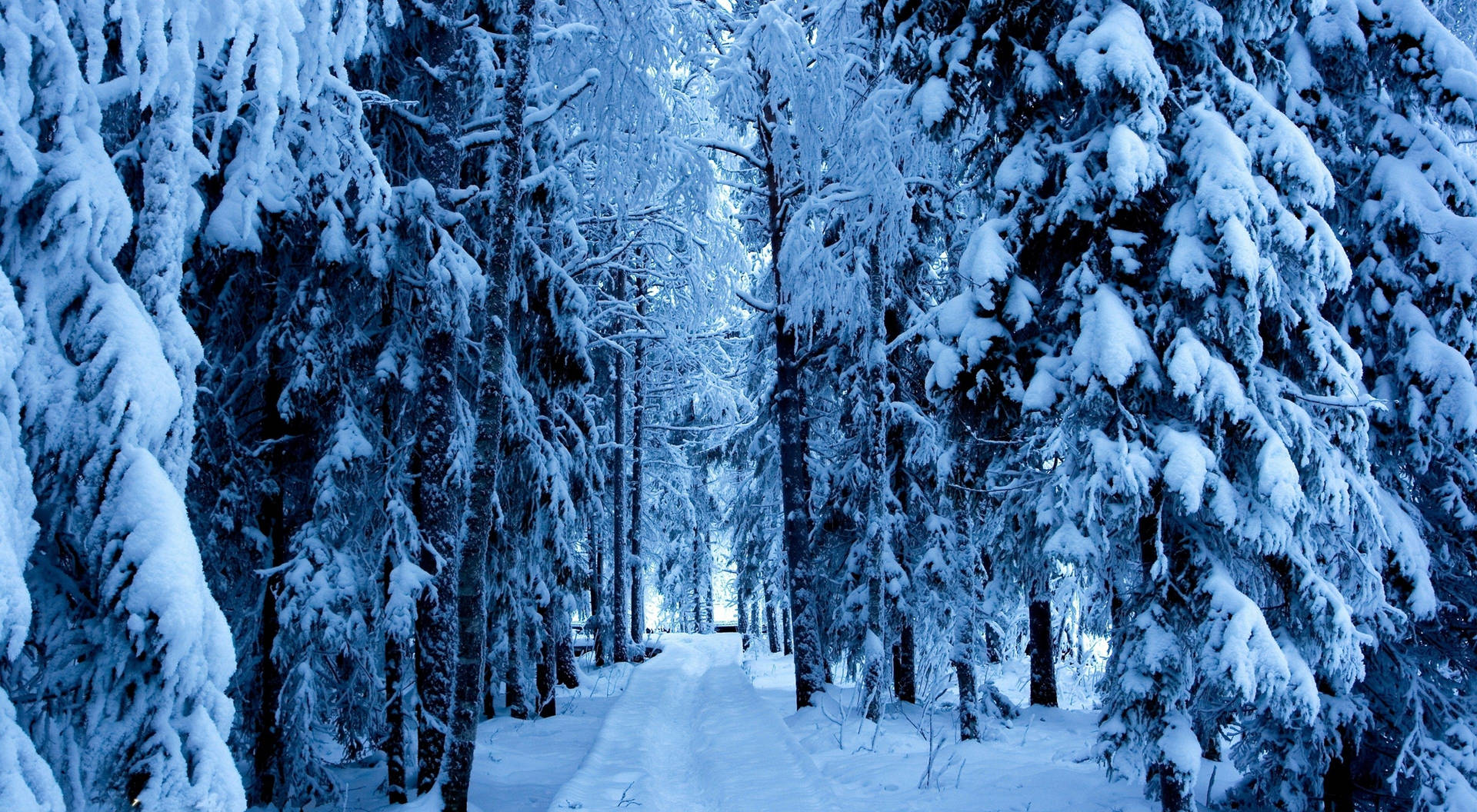 Enjoy The Pure Beauty Of A White Winter Scene With Snow Desktop Background