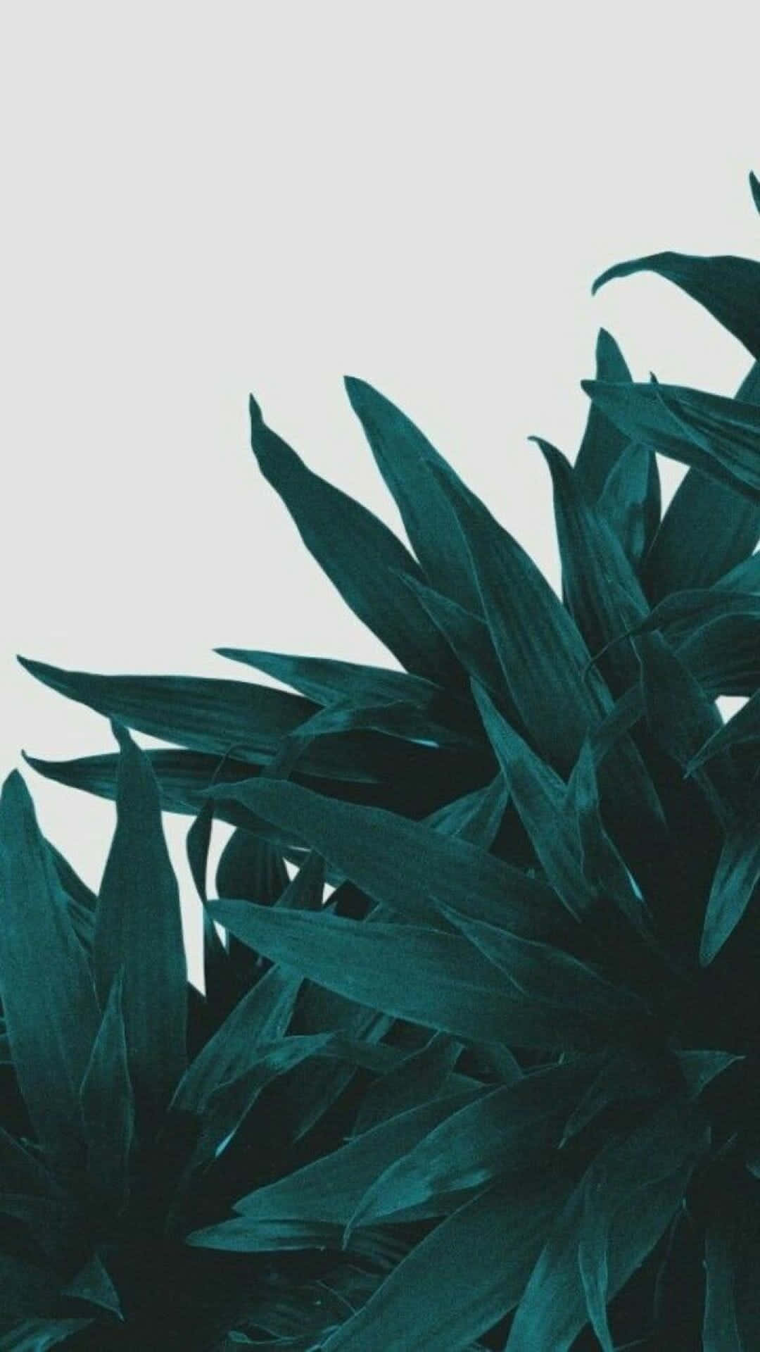 Enjoy The Refreshing Look Of Olive Green Iphone Background