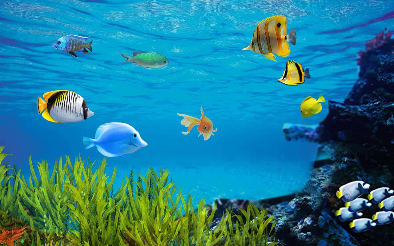 Enjoy The Relaxing Colors And Motion Of Aquarium Fish Tank Background