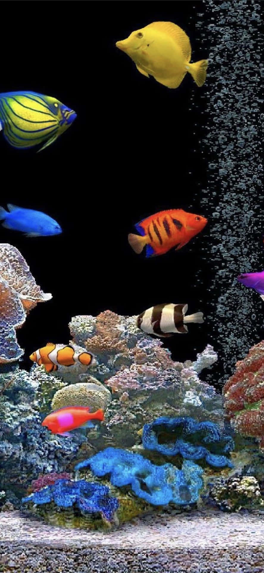 Enjoy The Relaxing Sight Of A Captivating Aquarium Background