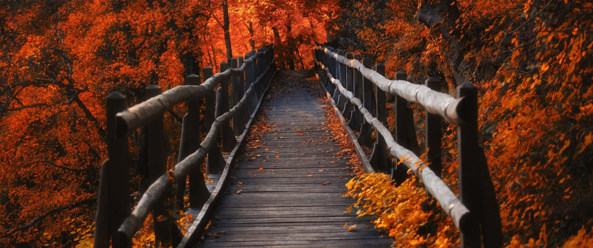 • Enjoy The Season Of Autumn In All Its Colors