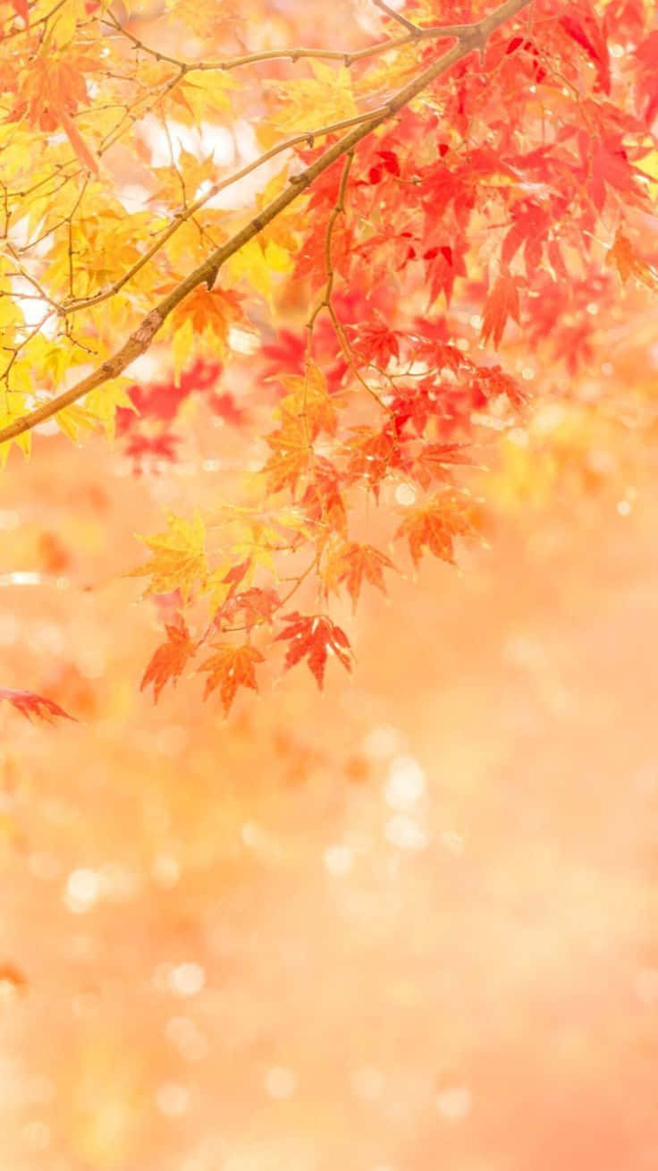Enjoy The Season Of Change With A Touch Of Autumn Background
