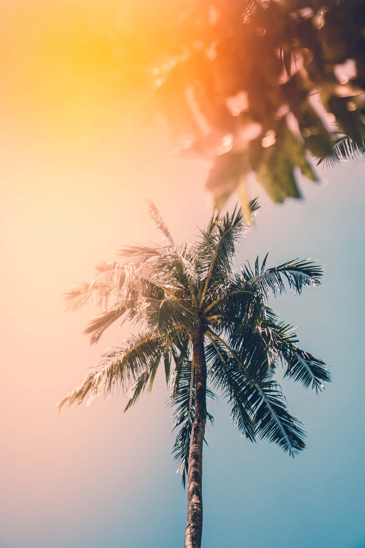 Enjoy The Season Of Summertime! Background
