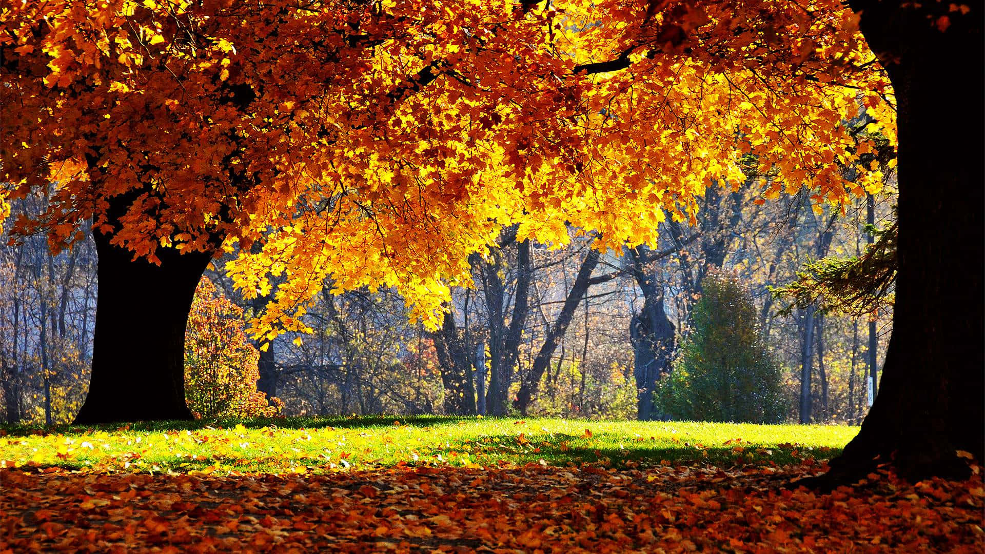 Enjoy The Season With A Stroll In The Autumn Woods Background