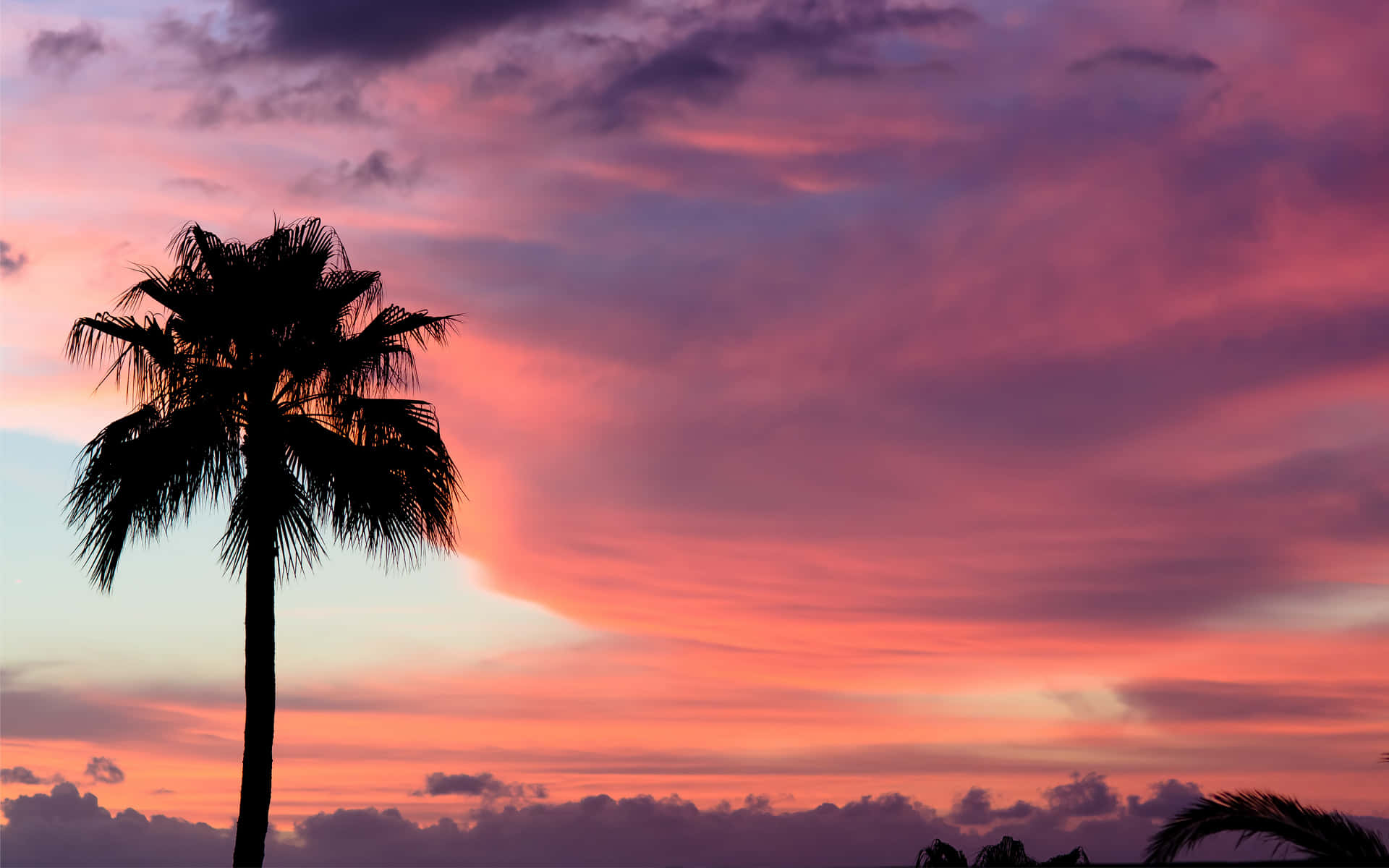 Enjoy The Serenity Of A Caribbean Beach With These Beautiful Palm Trees Background