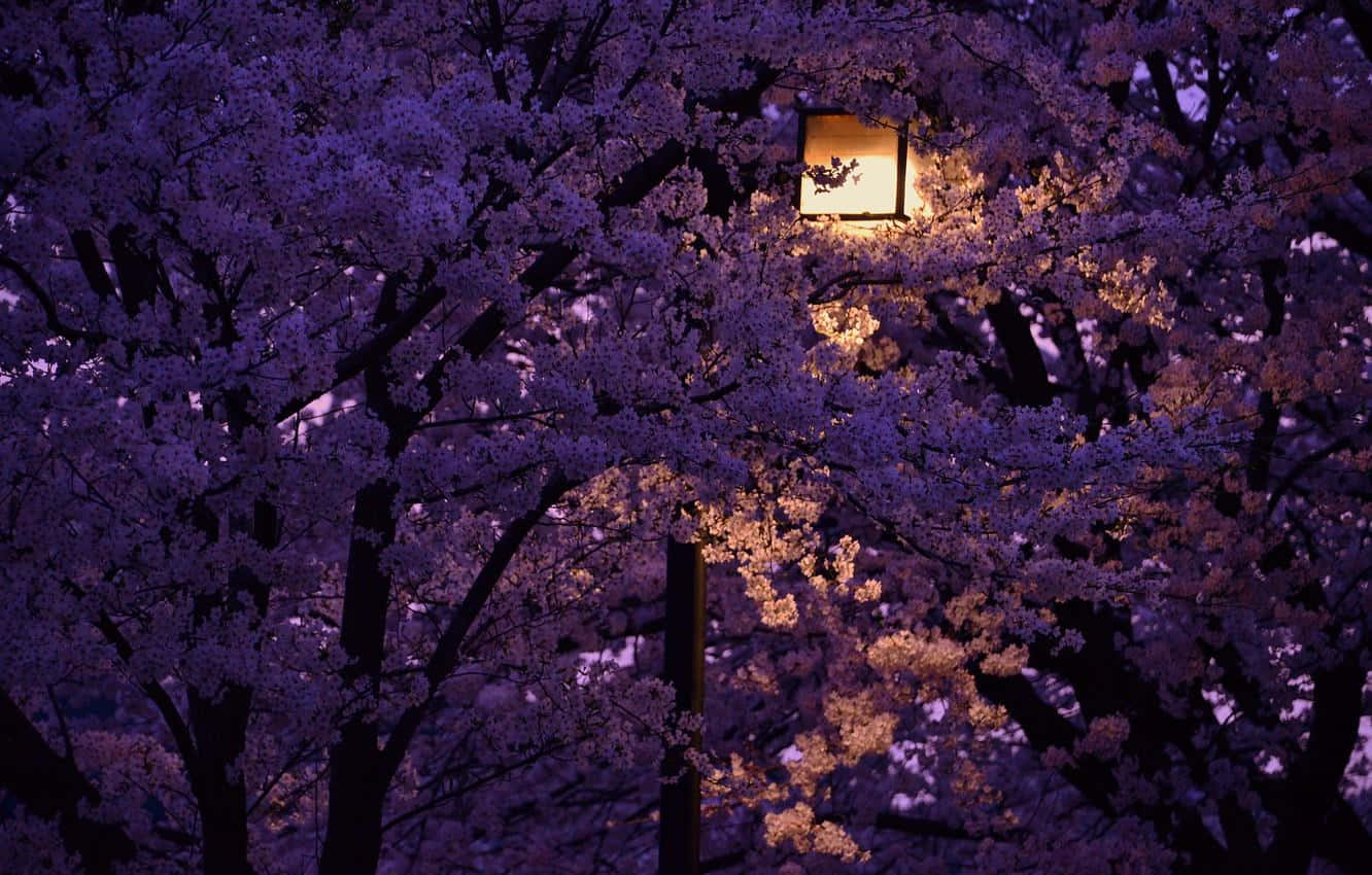 Enjoy The Serenity Of A Night With Cherry Blossoms Background