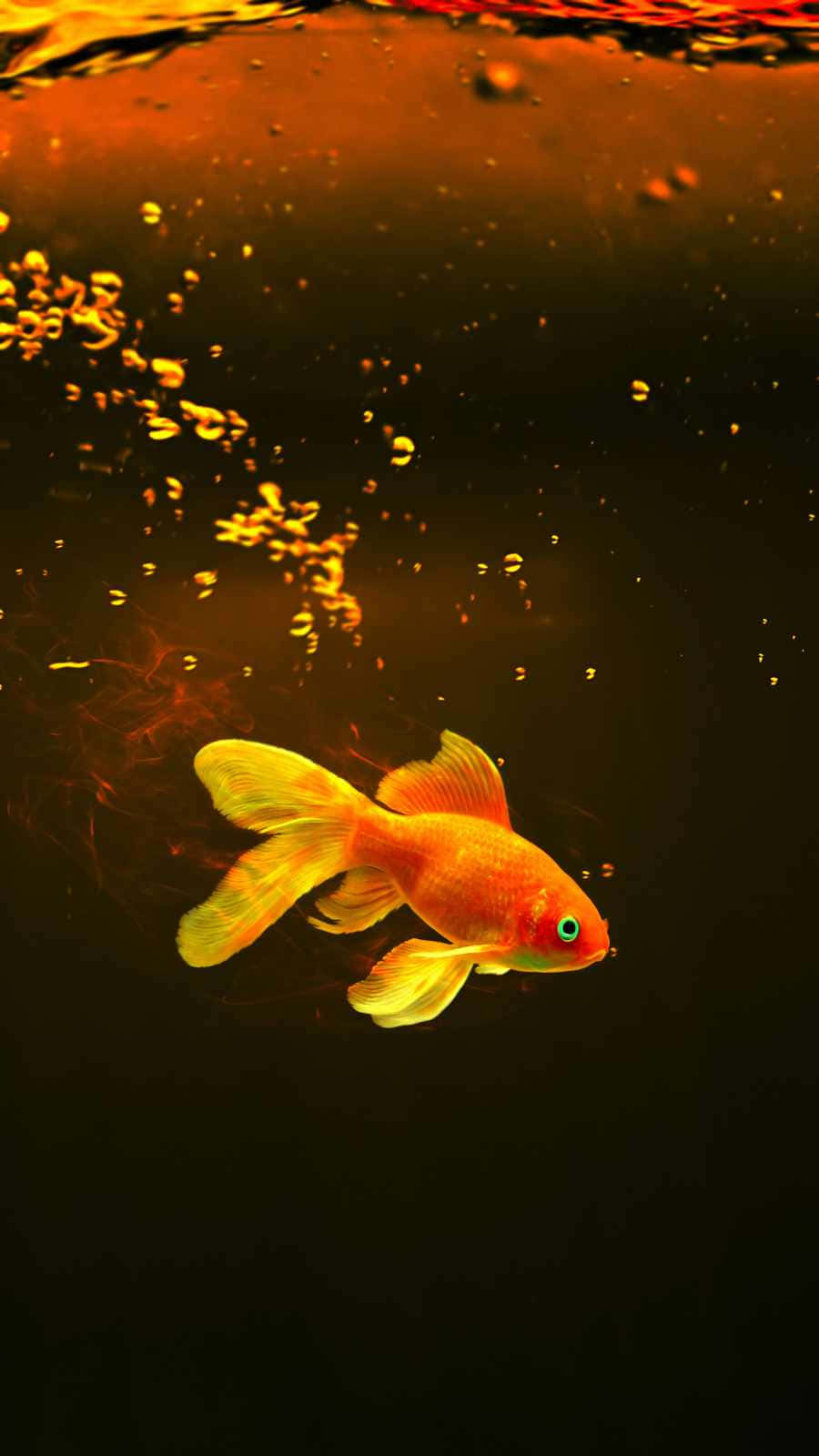 Enjoy The Serenity Of An Aquarium With Your Iphone Background