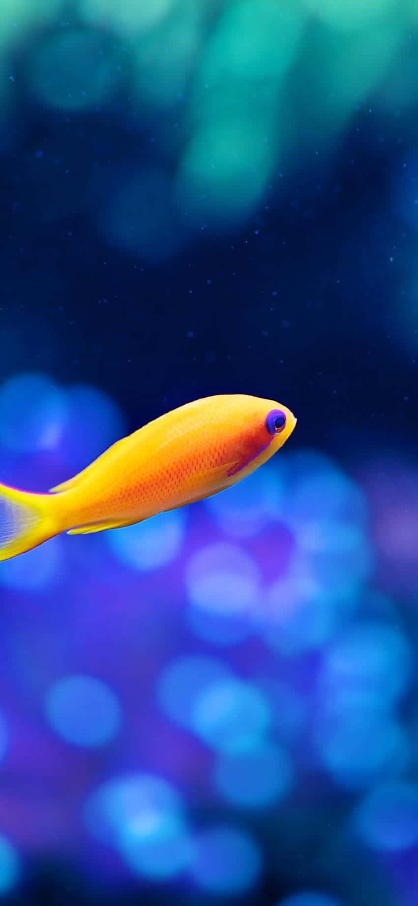 Enjoy The Serenity Of Fish Tanks With Aquarium Iphone Background