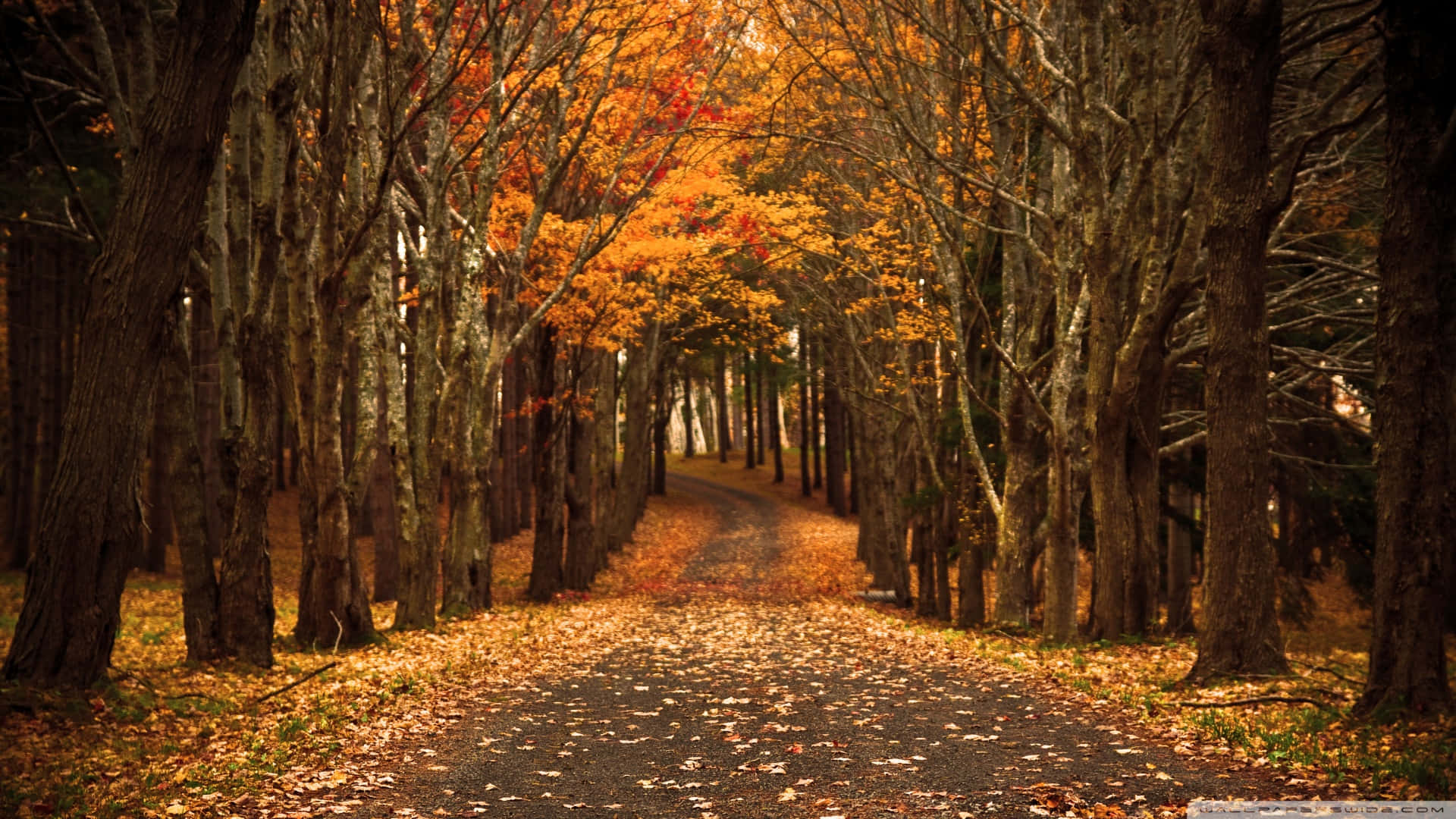 Enjoy The Sight Of A Beautiful Fall Day Background