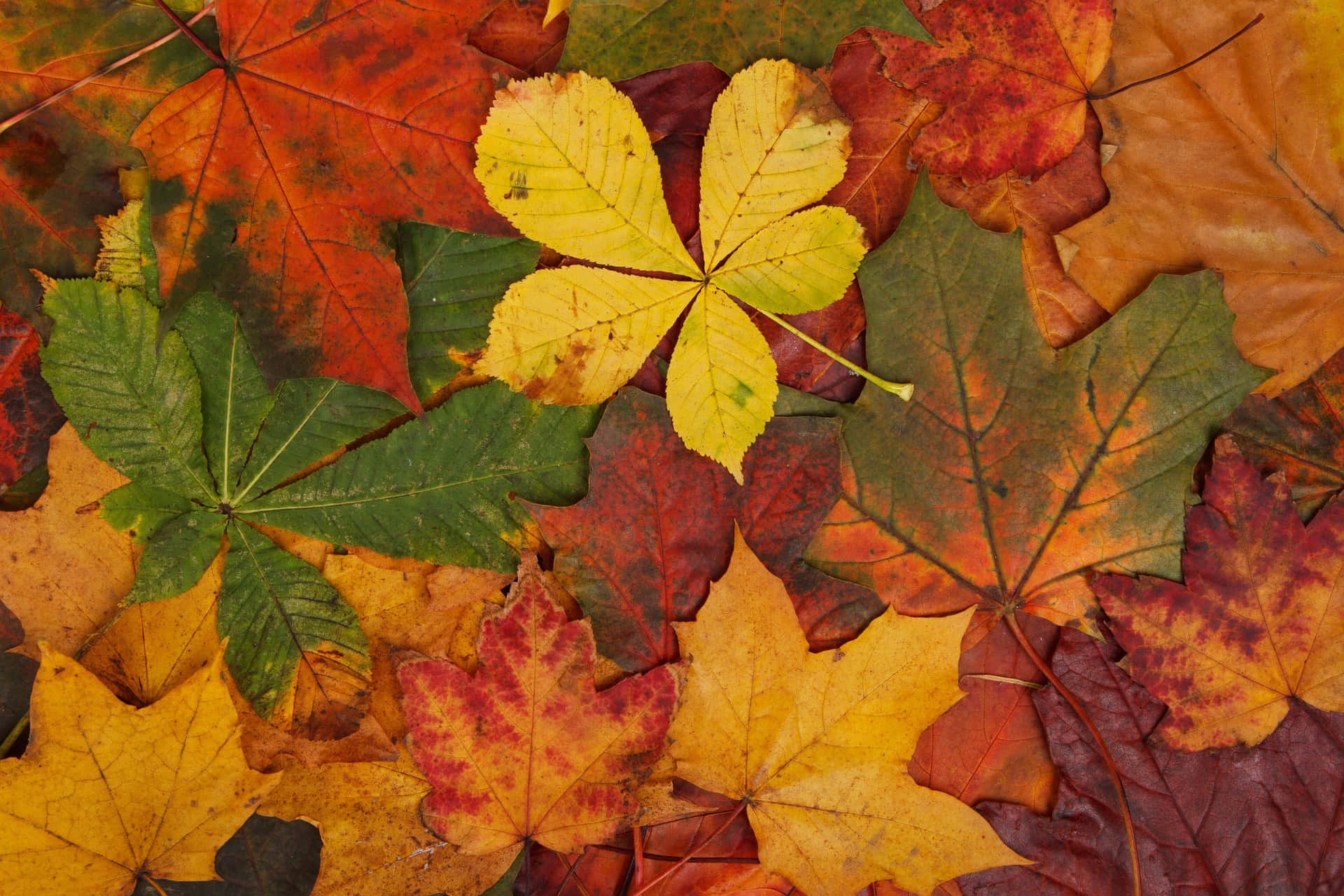 Enjoy The Simple Beauty Of A Fall Day Background