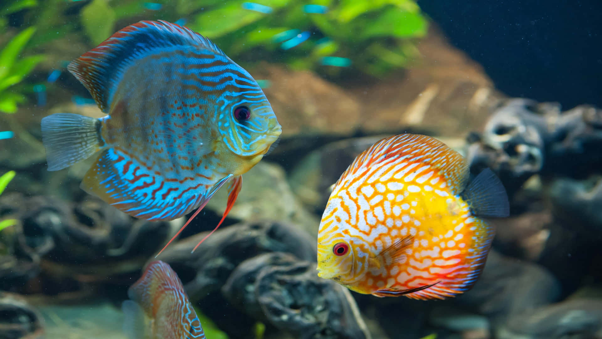 Enjoy The Situational Beauty Of Nature With A 4k Fish Background